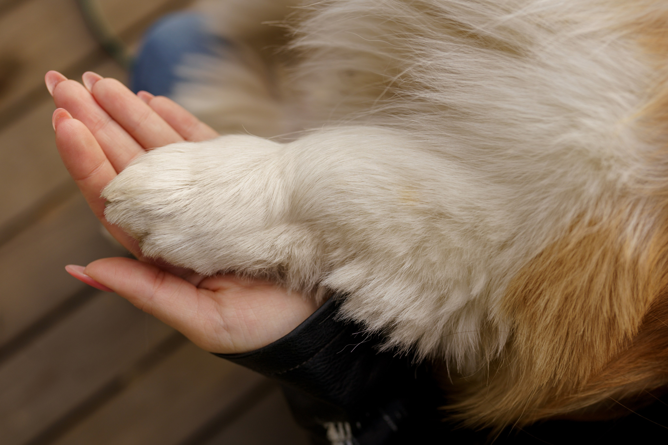 Катя, Арсений и Пух. Свадебный фотограф в Москве Анна Полушина