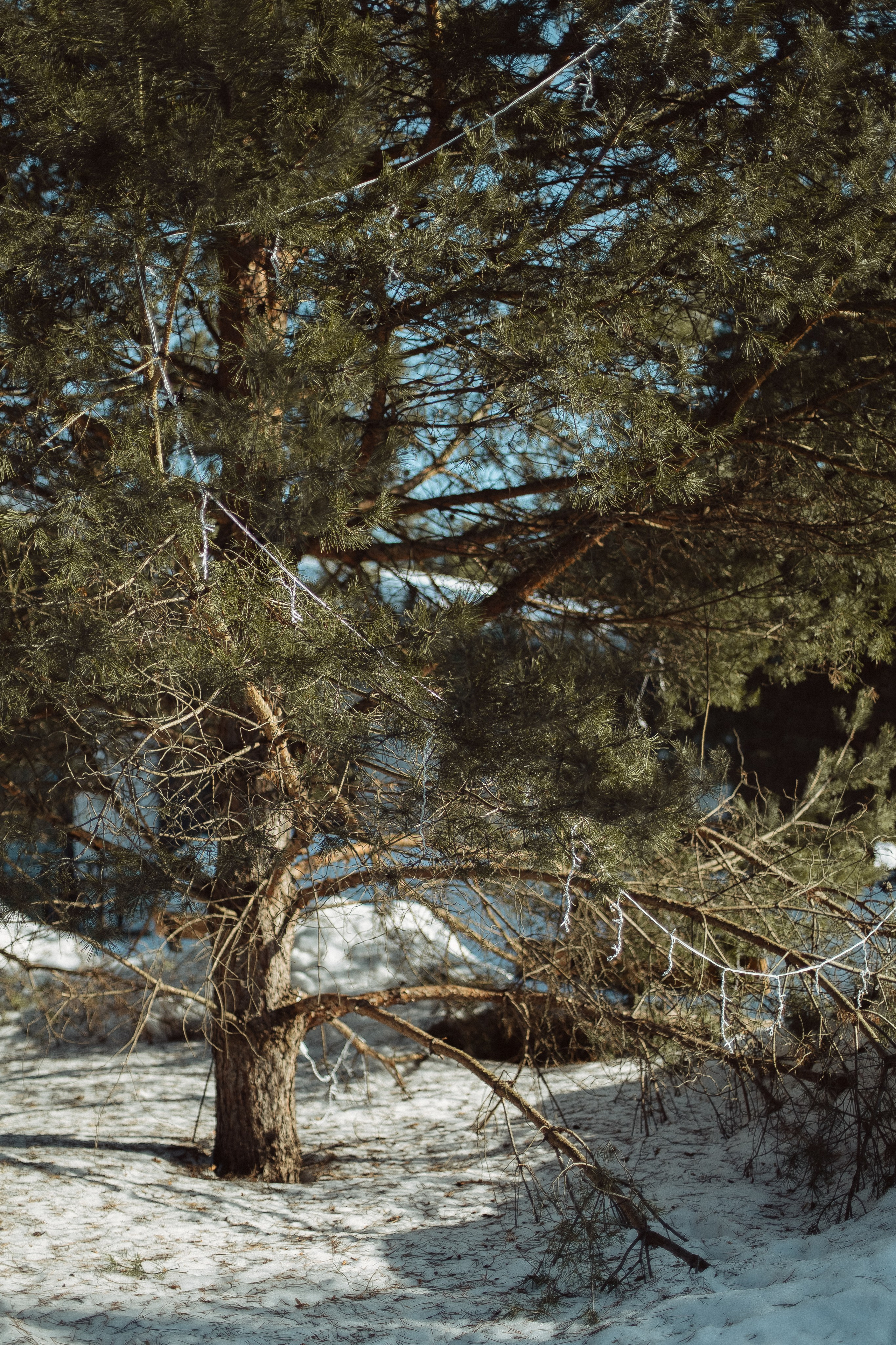 Экопарк ПОЛЯНЫ. Главная