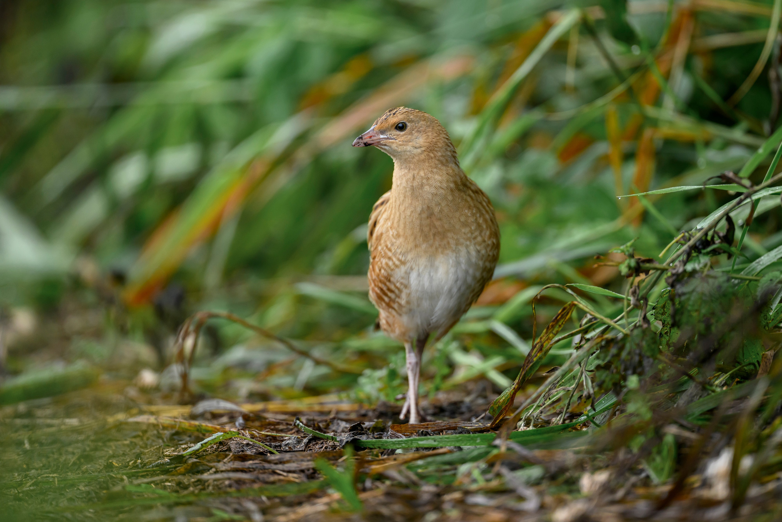 Коростель, кукушка, каменка. Wildlife photography by Sergey Puponin