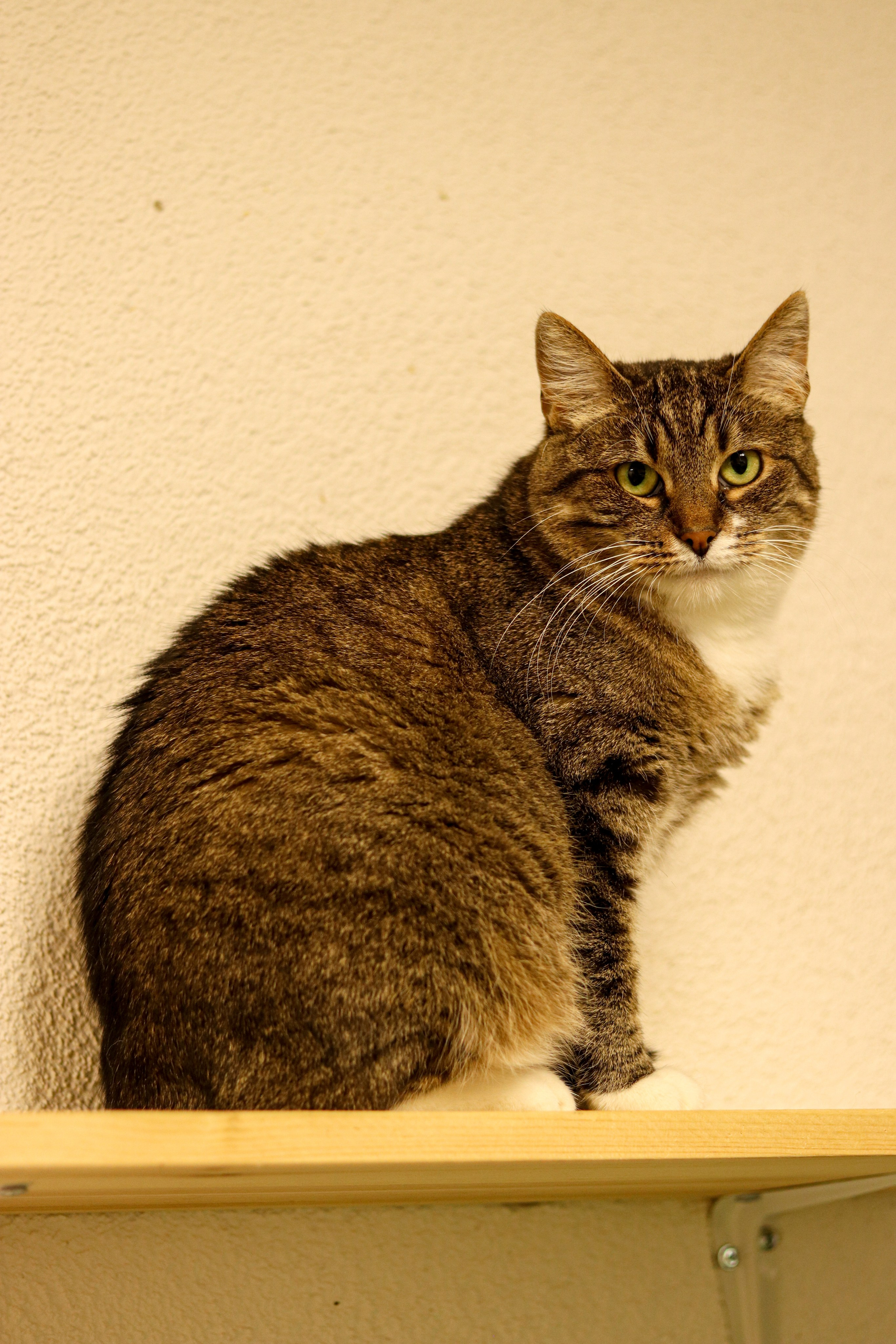 Петербургский дом кота (27 июня 2024). Ивентный фотограф в Санкт-Петербурге Олег Комков