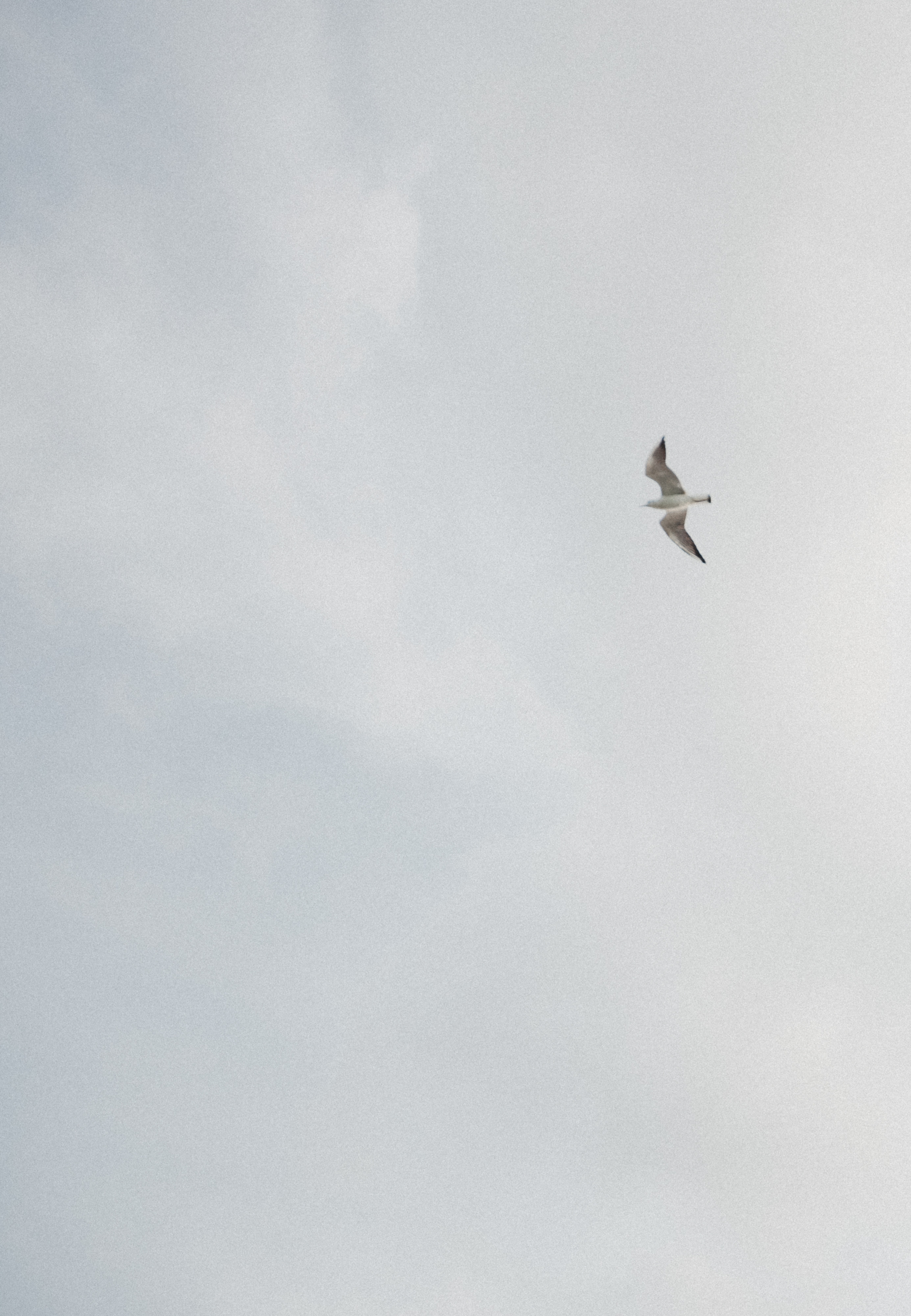 Мирон и Карина. Свадебный фотограф Таня Караисаева