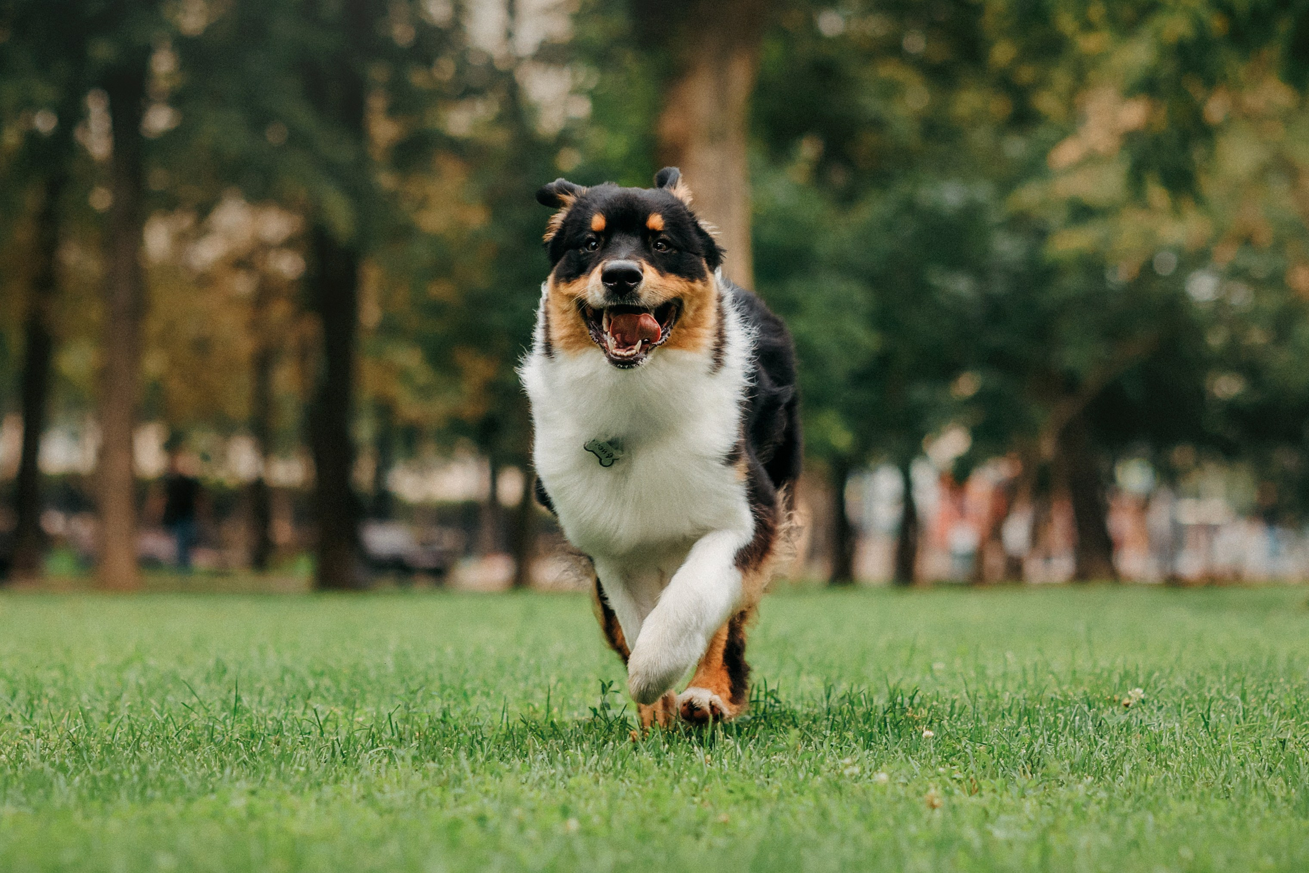Лена и Рэй. Фотограф-анималист Елена Радченко, Москва