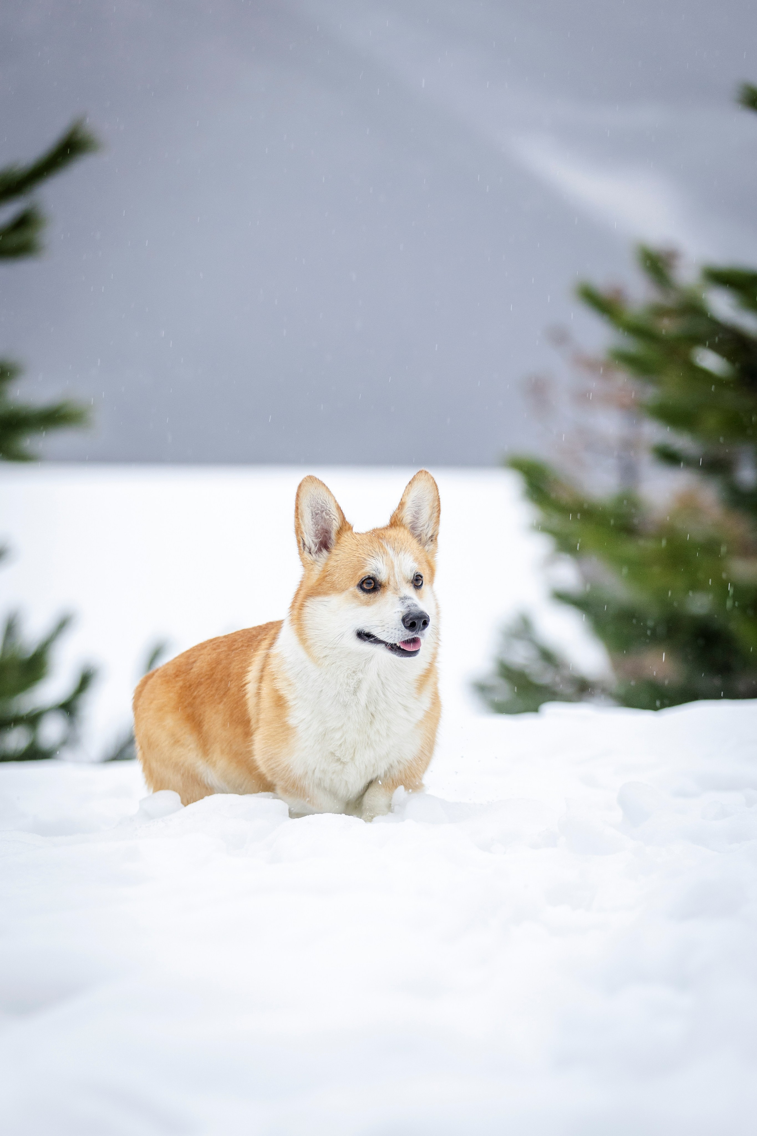 Гай, Корги-Пемброк. Ирина Голомб|Фотограф-анималист в  Сочи и Калининграде