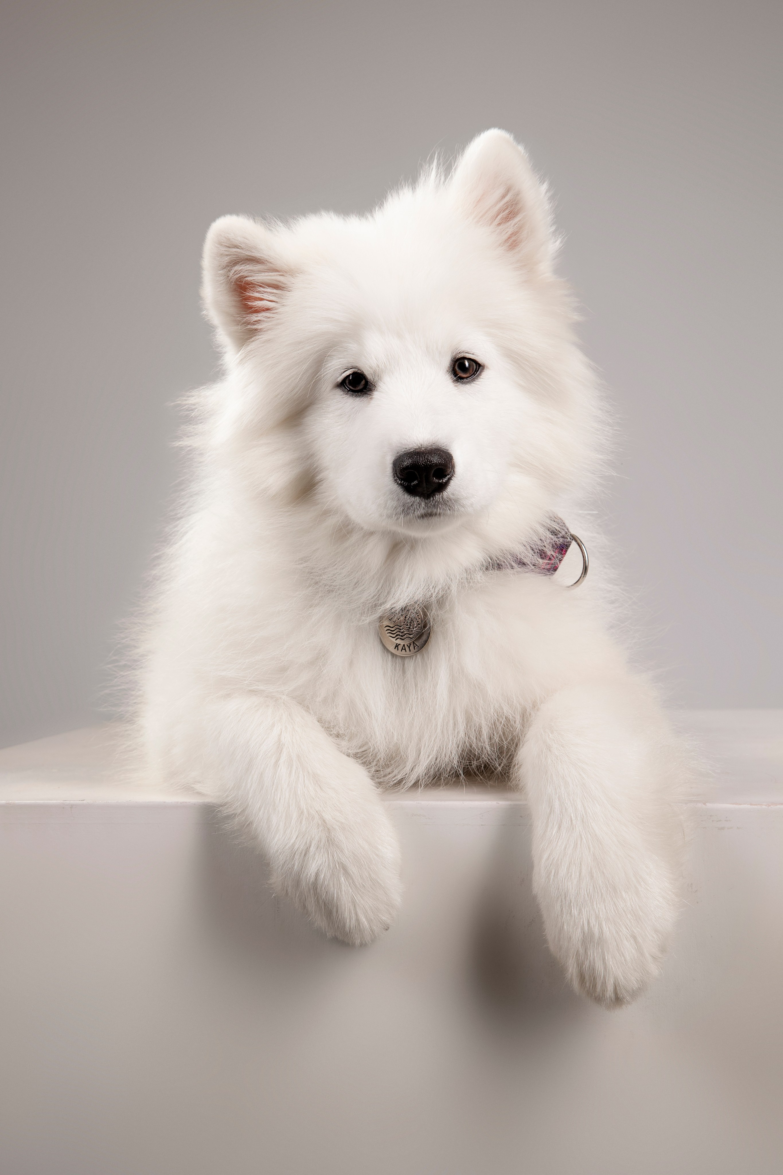 Кая и Даяна. Фотограф анималист в Москве Майорова Евгения