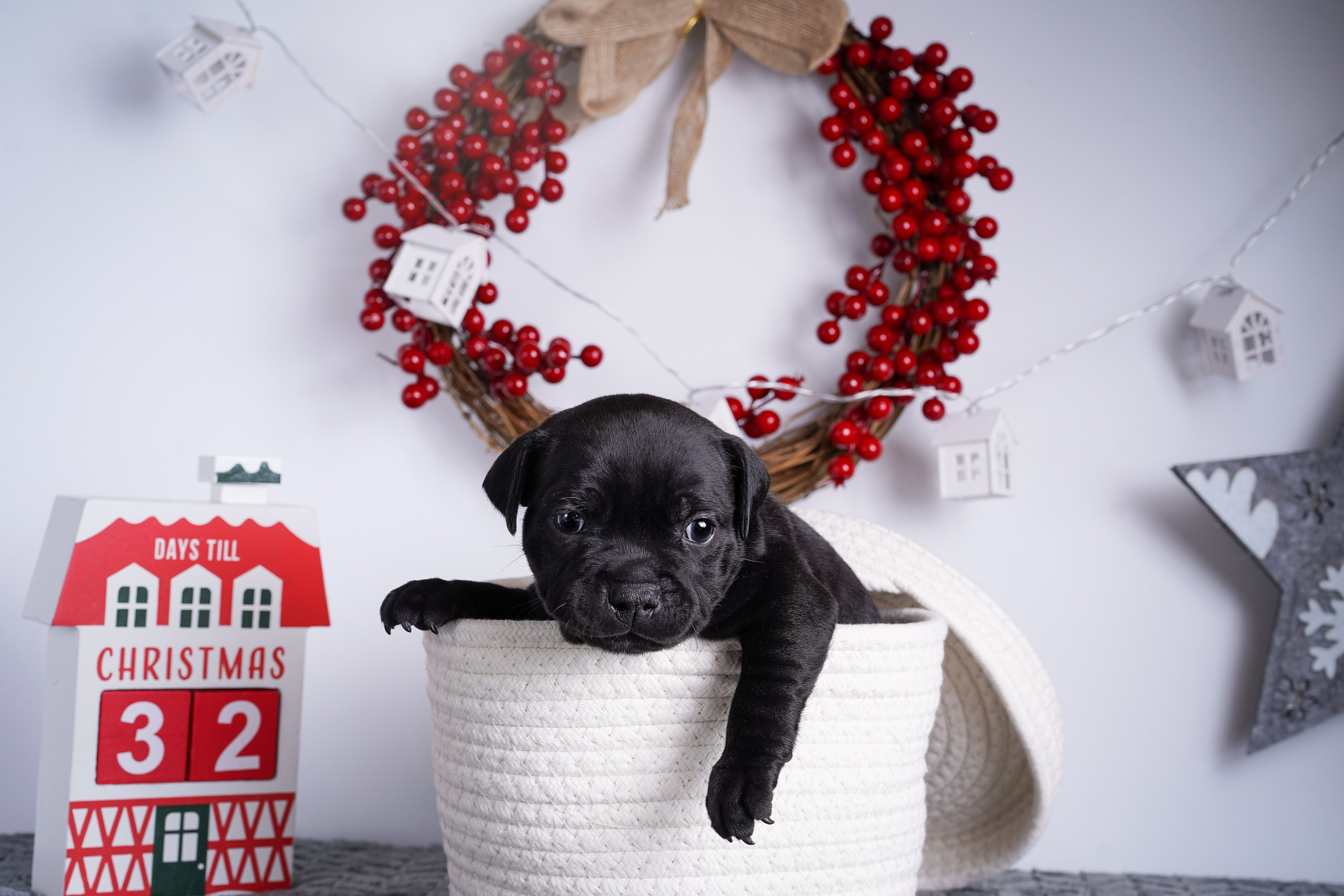 Щенки стаффи. Фотограф-анималист в Санкт-Петербурге Яна Мартынова