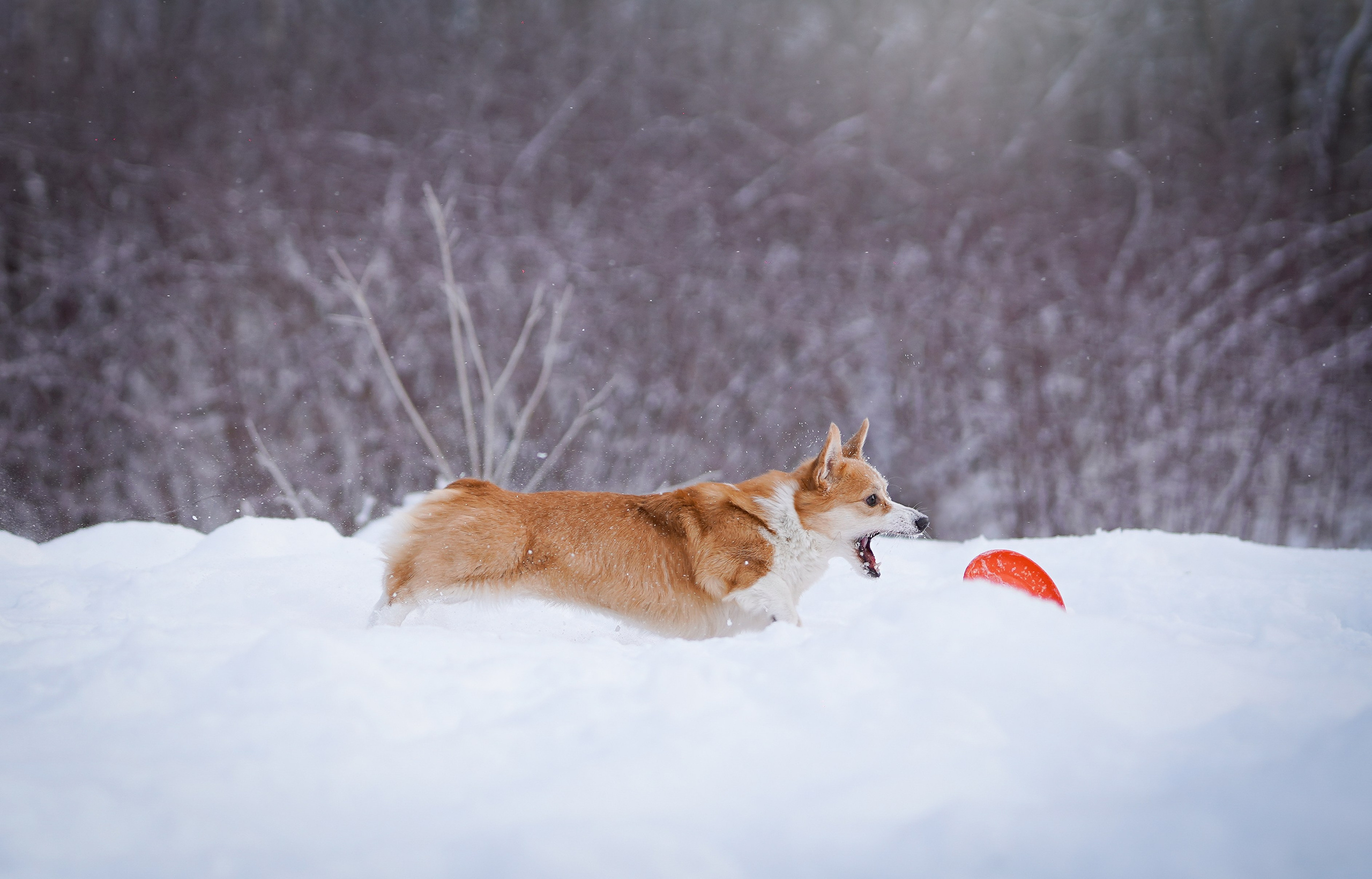 Кристина и Лаки. Фотограф-анималист в Санкт-Петербурге Яна Мартынова