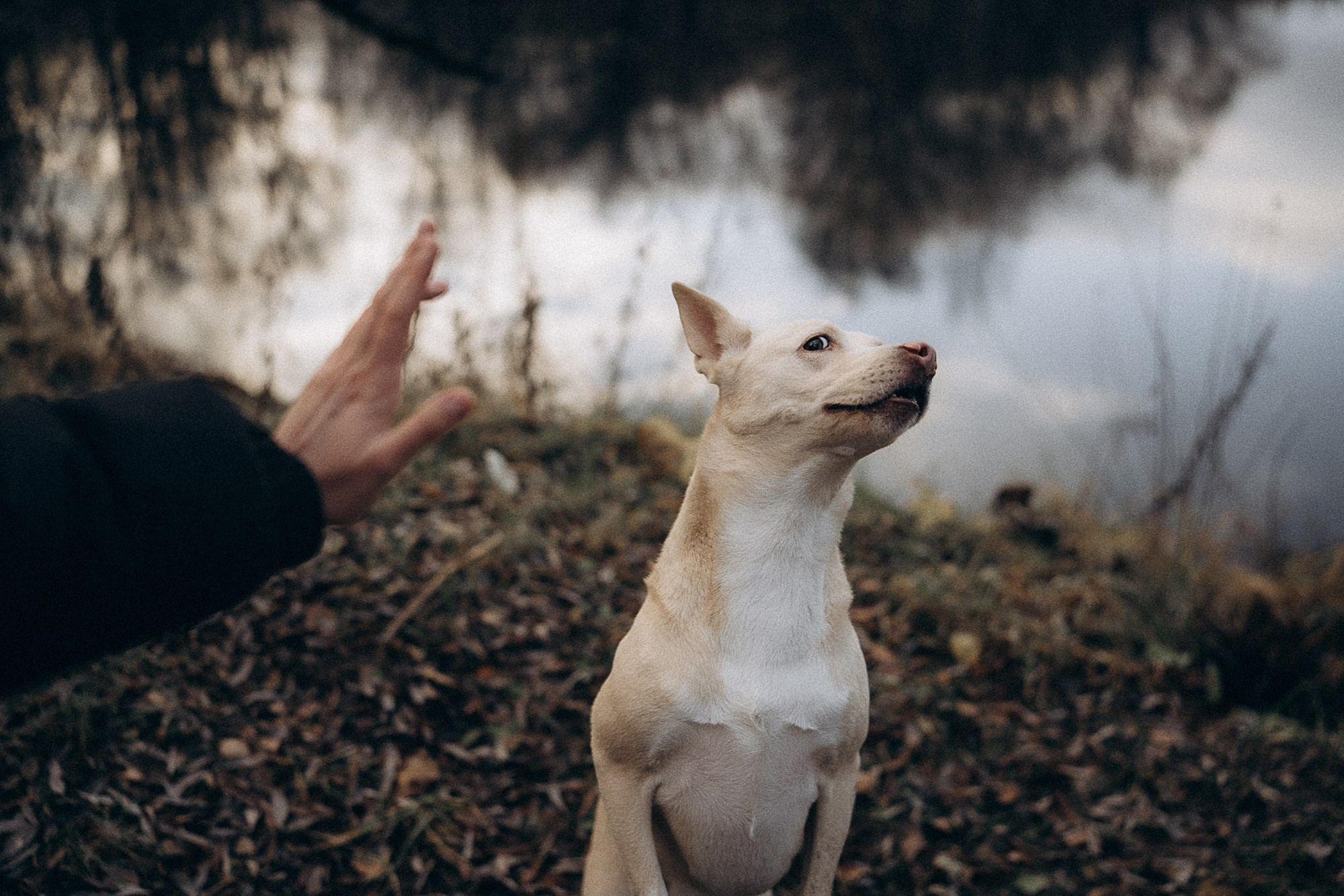 Туся. Фотограф анималист в Москве и Санкт-Петербурге Свиридова Анна