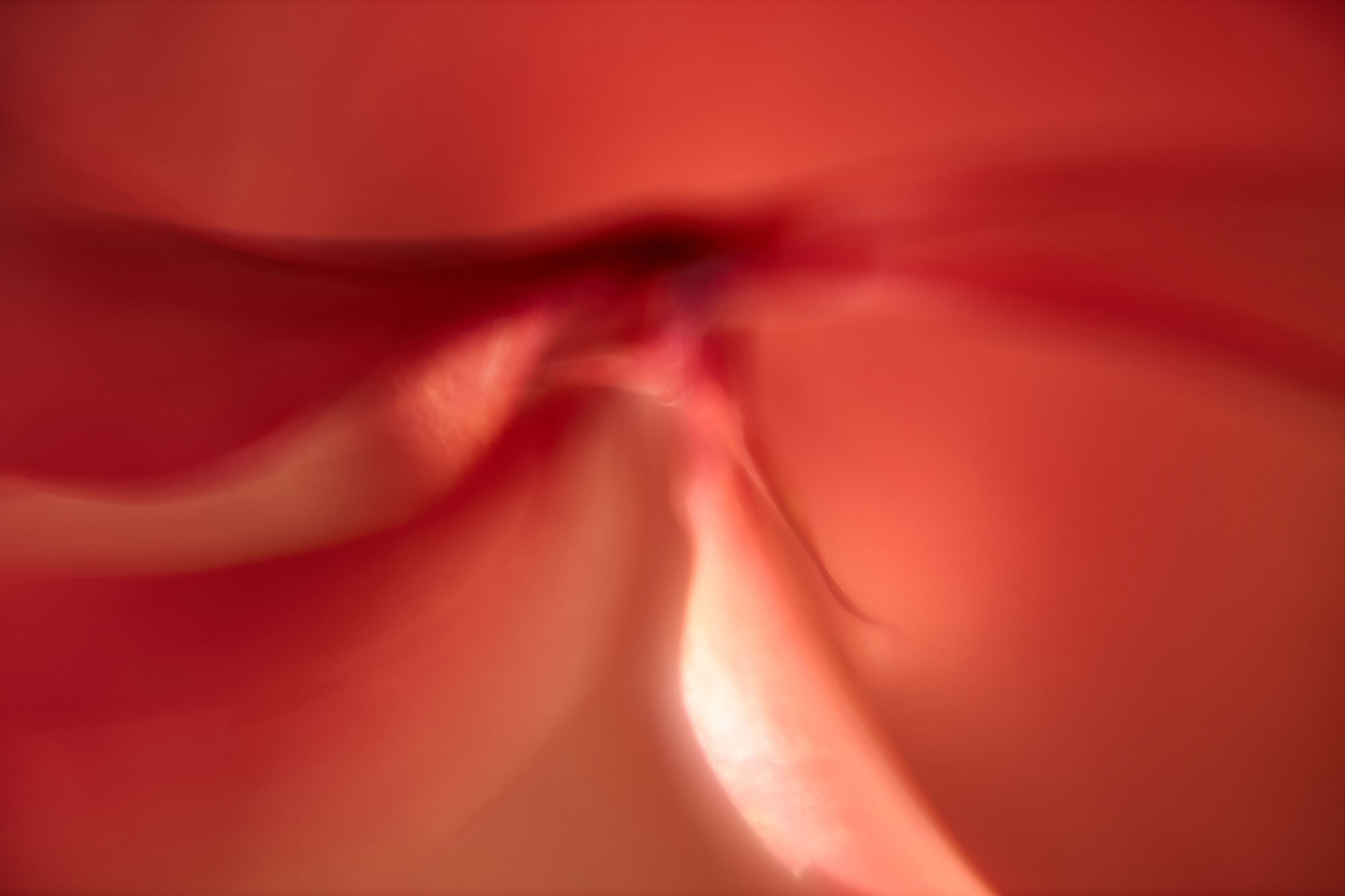 Макро-абстракция «Эфемерность» | Лимитированная серия. Sandra Marselly | Абстрактная Макро-Фотография