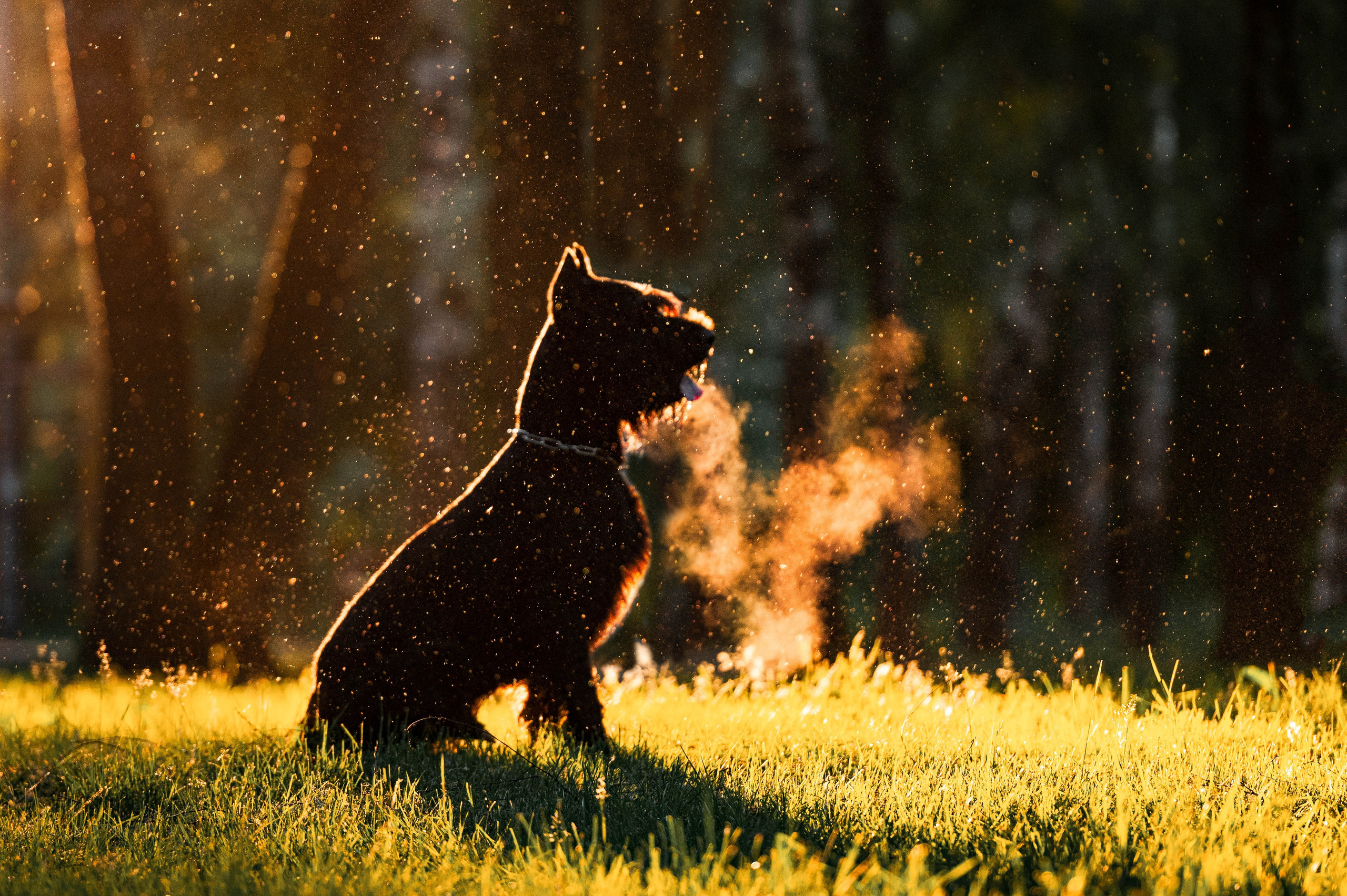 Рассветная прогулка в Мытищенском парке. Фотограф-анималист