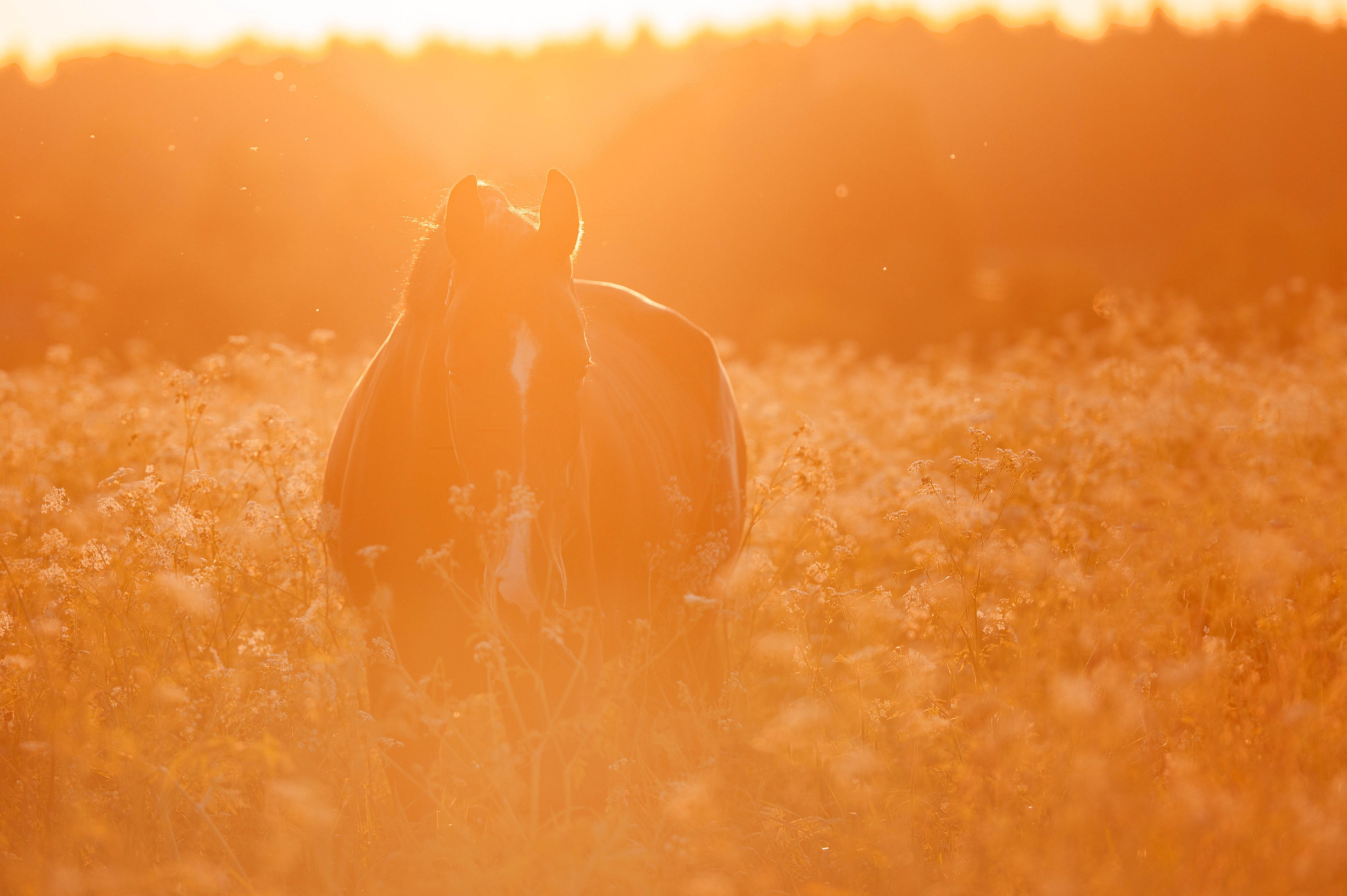 Ивори в закатных полях. Фотограф-анималист