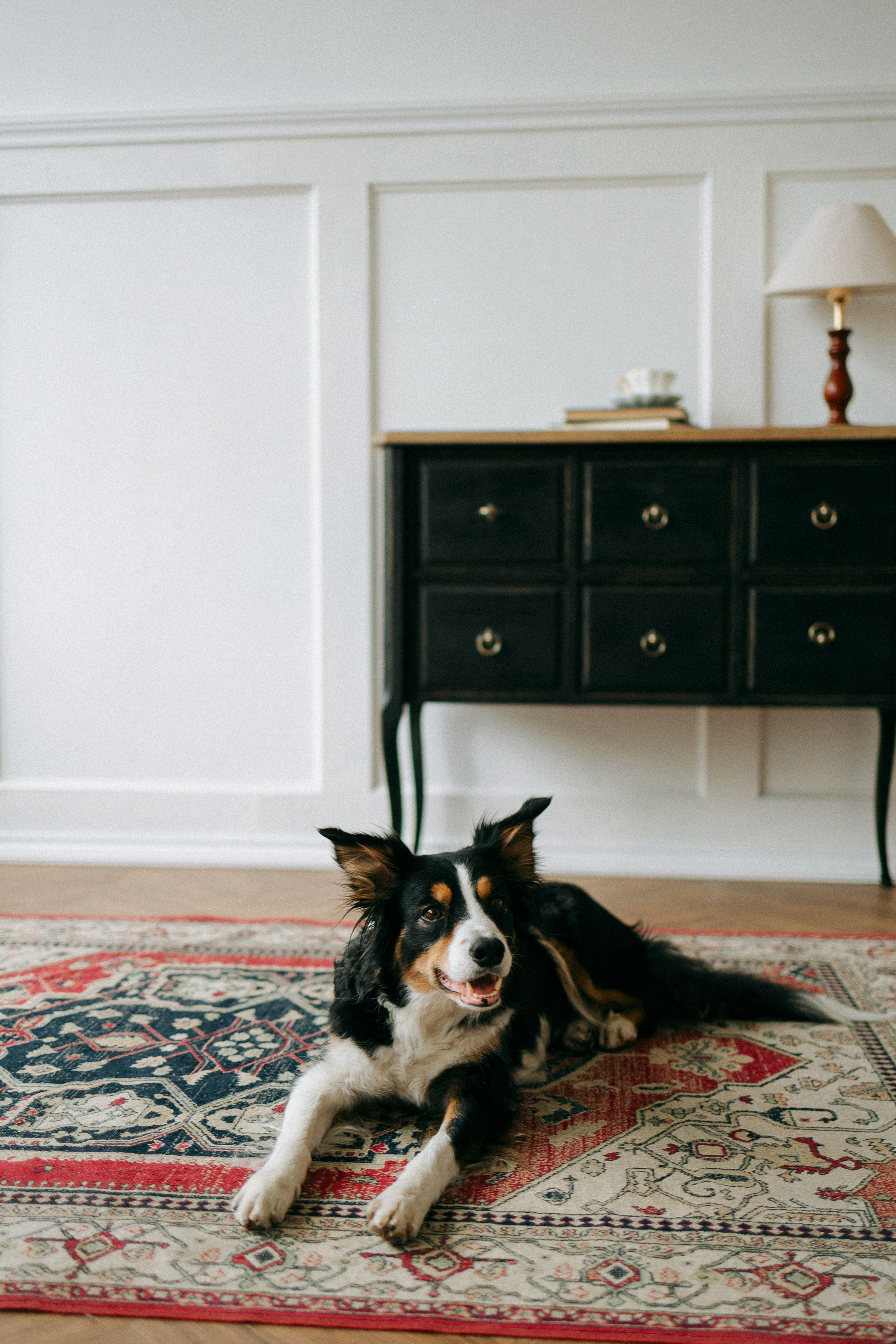 Цунами, Теон и Женя. Фотограф анималист Анастасия Пикей