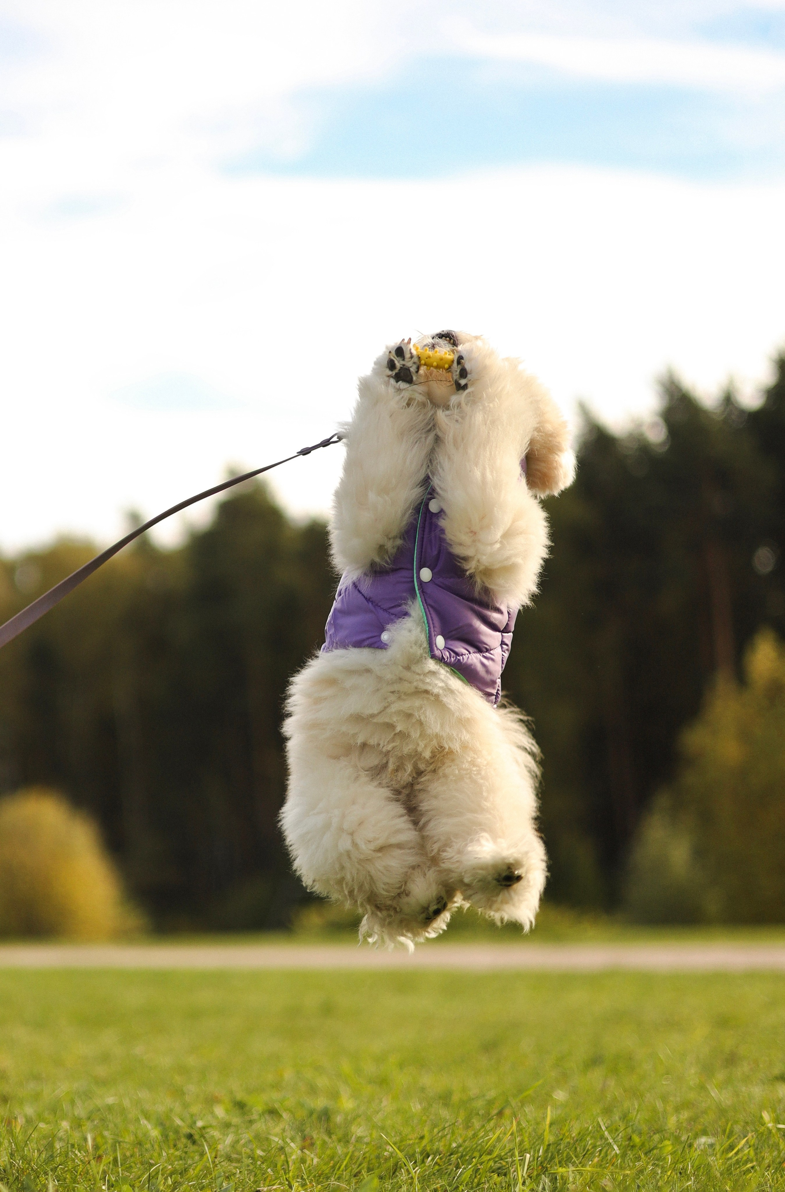 Купер и Надежда. Фотограф-анималист Ксения Шевцова|Москва