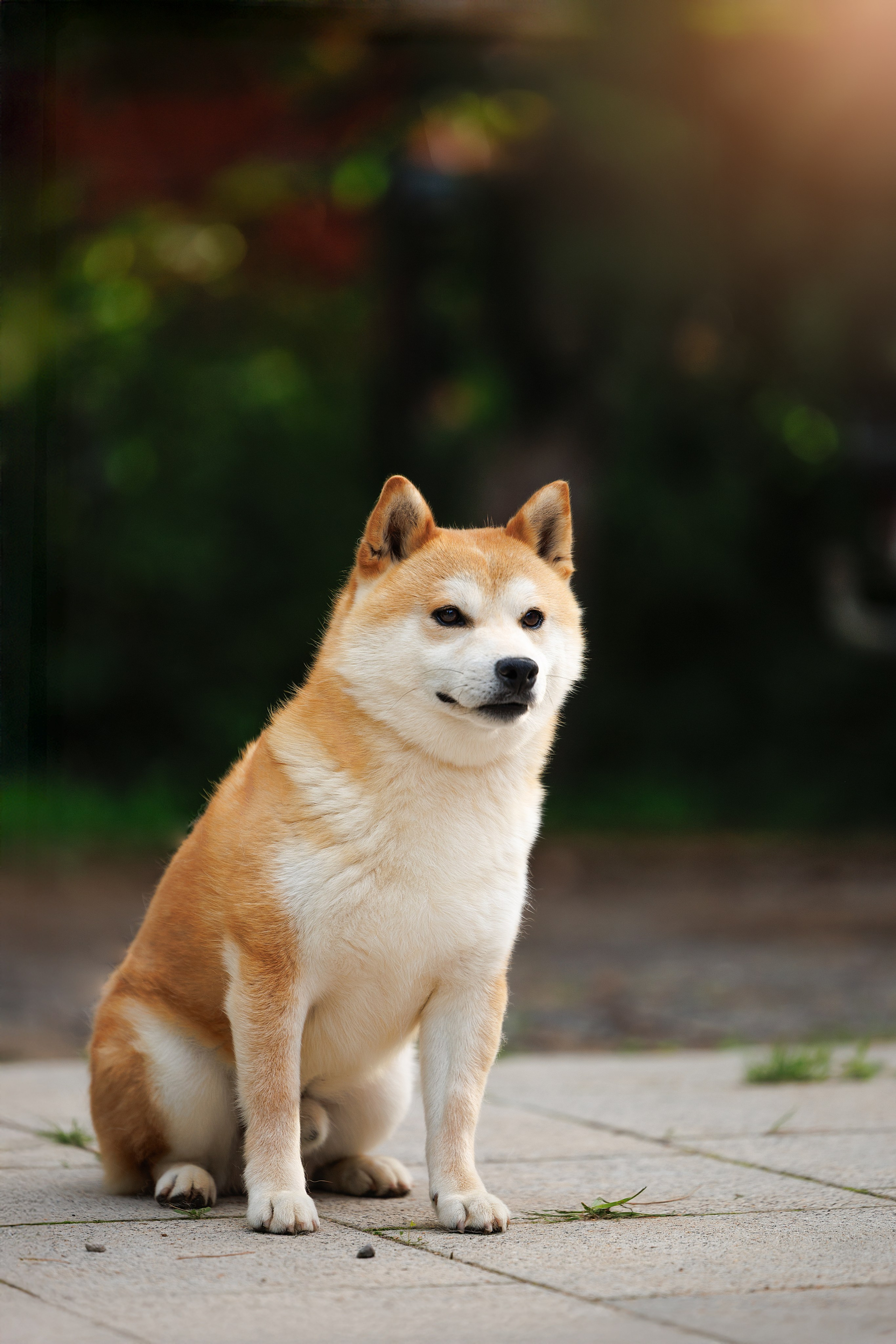 Портфолио: Фотосъёмка собак в Москве и области — авторские образы. Фотограф-анималист и бренд-фотограф в Москве | Фотография собак, людей, бизнес-портрет