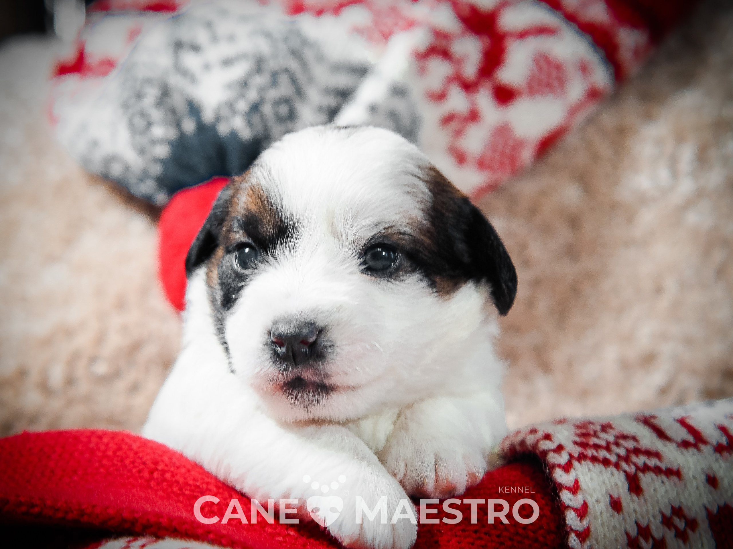3_Девочка_СНЕЖНАЯ_Ц. CANE MAESTRO — kennel Jack Russell Terrier