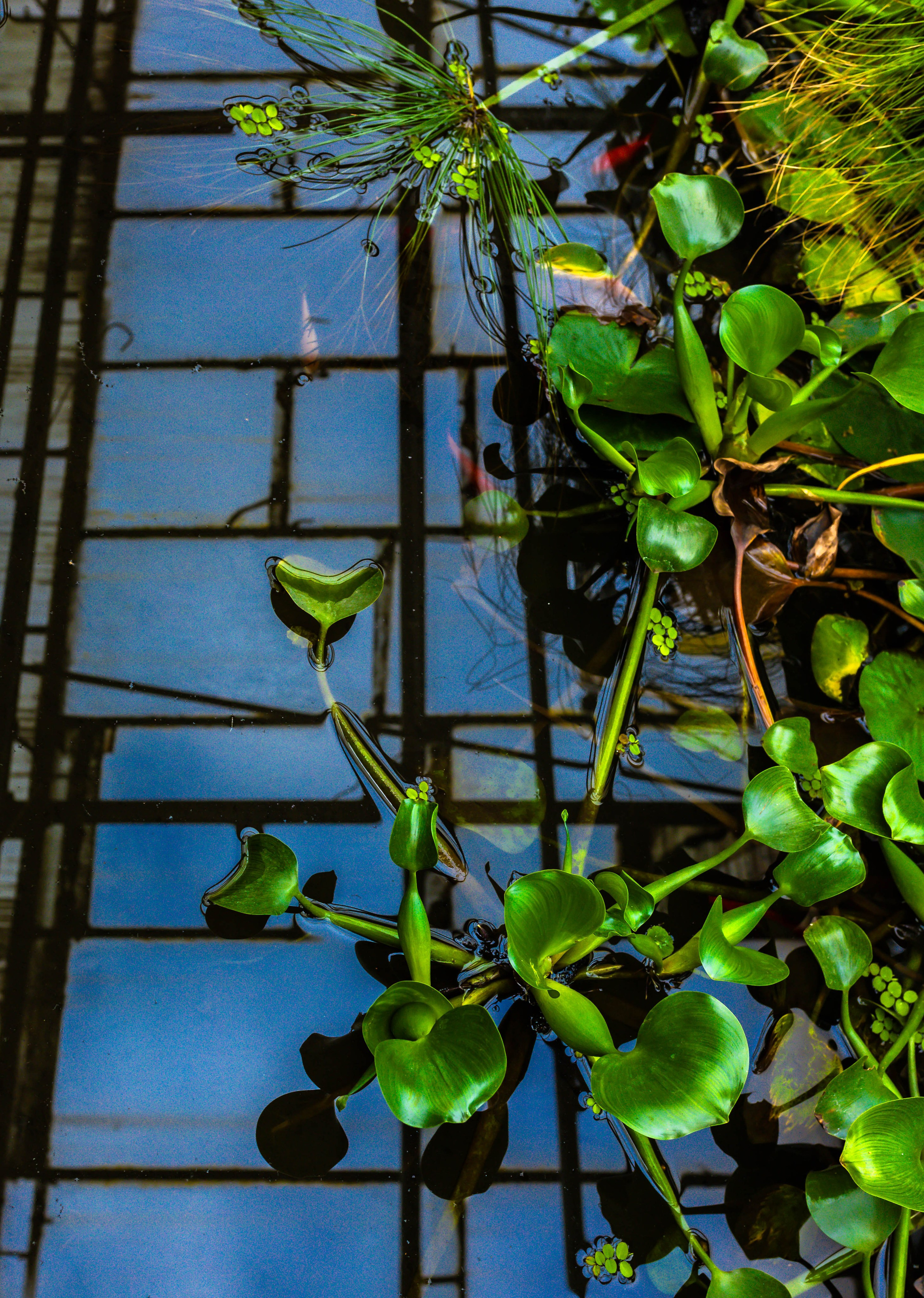 Фотографии природы Липецка. Свадебный и семейный фотограф Виолетта в Липецке