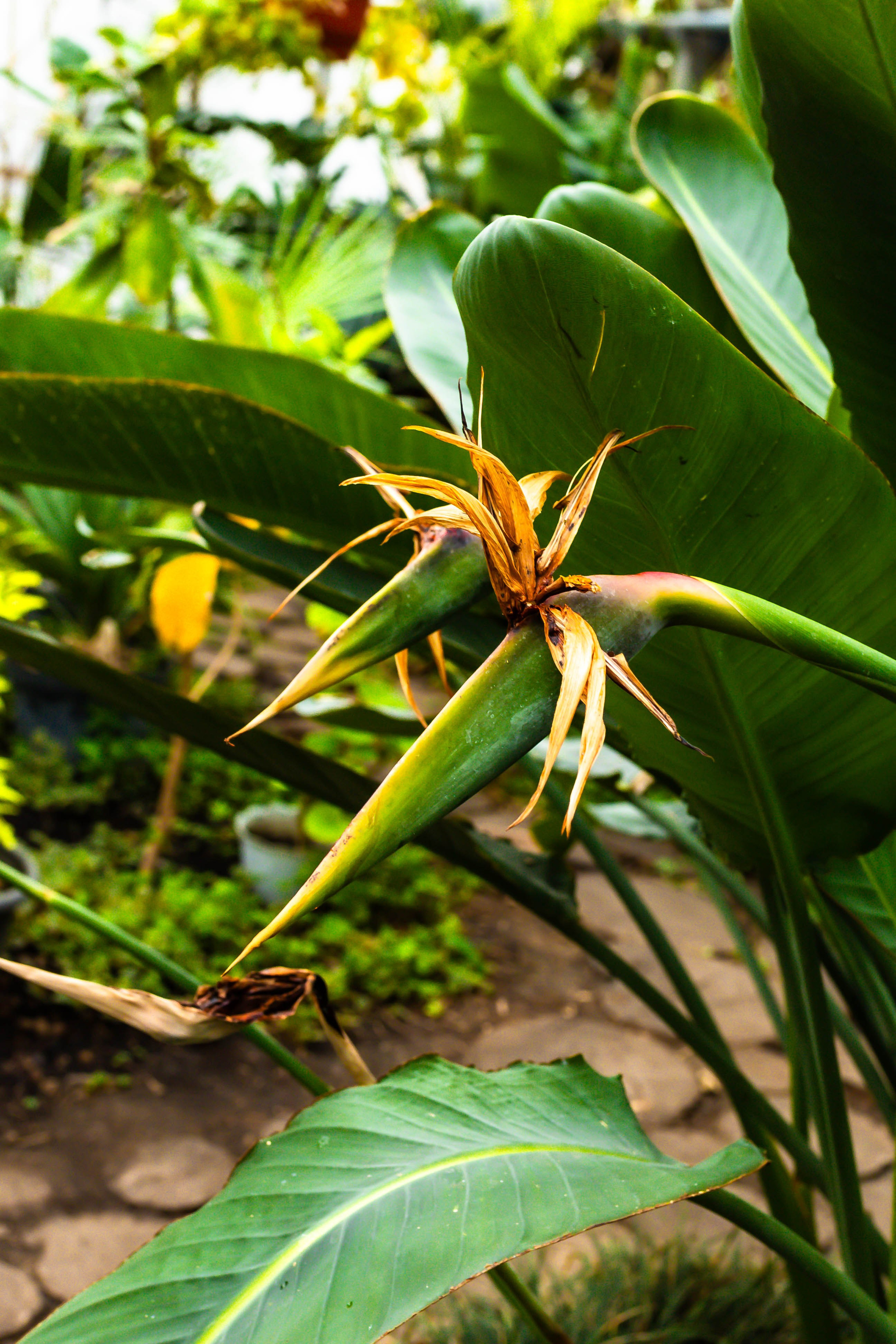 Фотографии природы Липецка. Свадебный и семейный фотограф Виолетта в Липецке