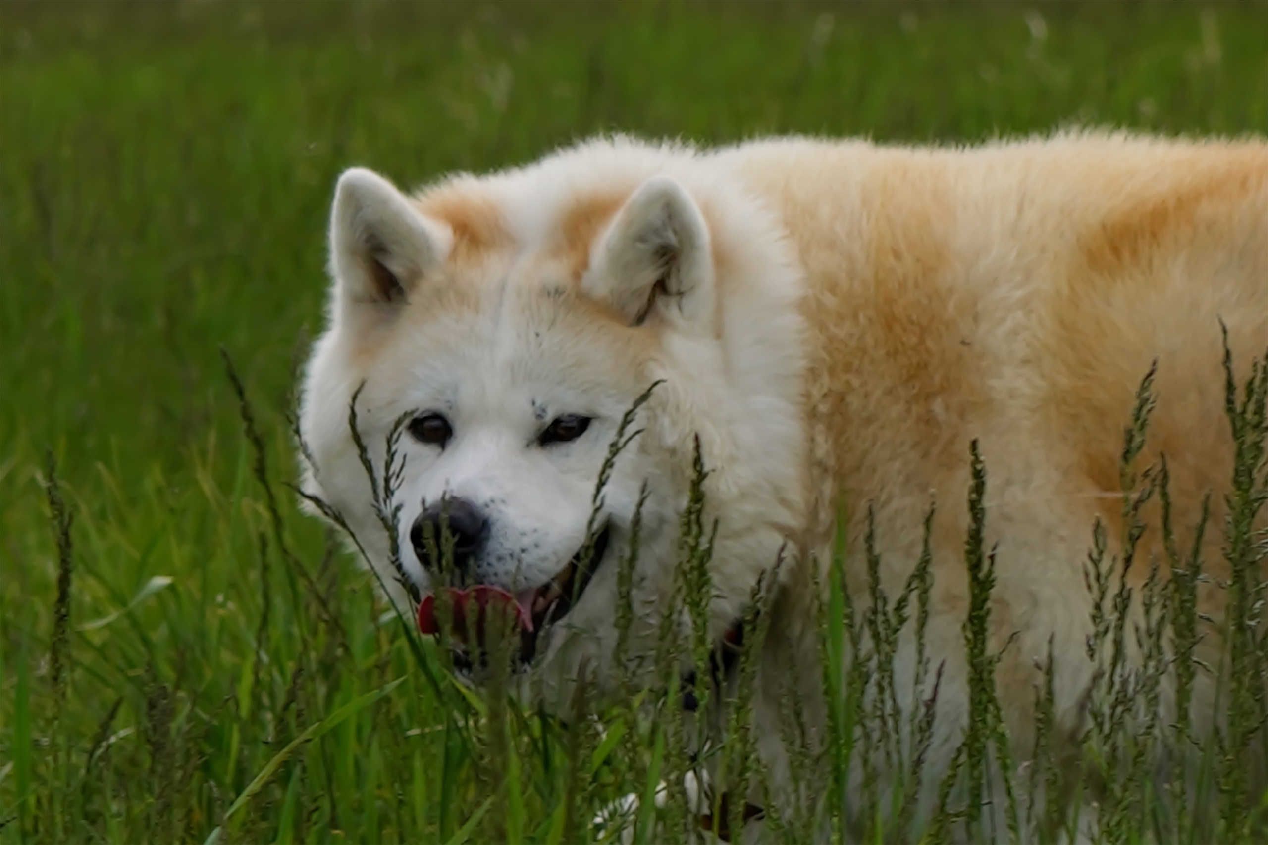 Природа и животные. Творческий фотограф Ирина Баландина.  Санкт-Петербург, Мурманск