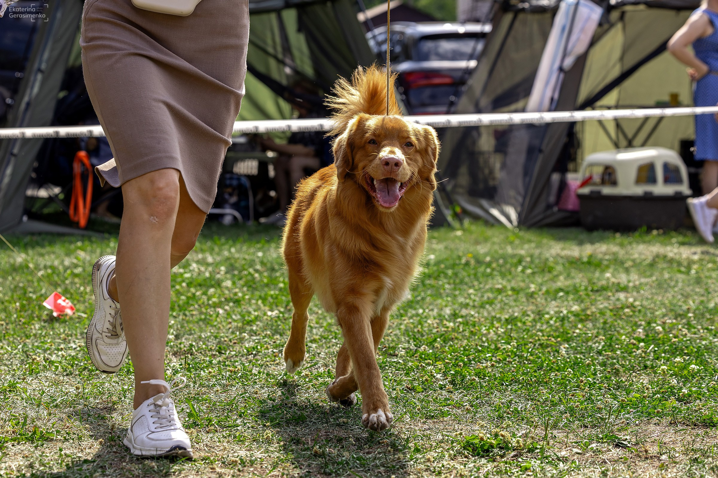 2–3 августа 2025, Выставка РКФ, г. Пермь. Htykk_photo