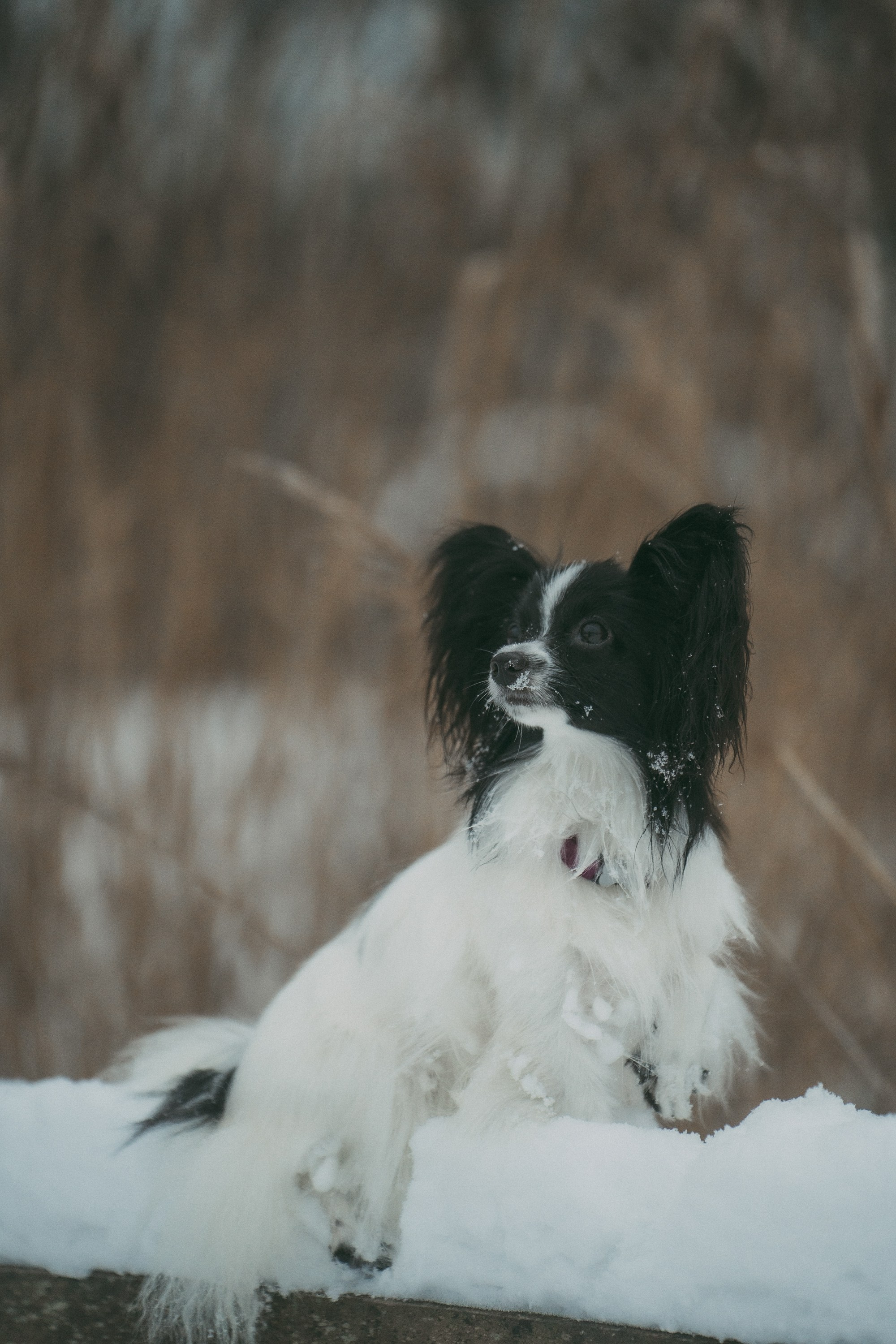 Альбина и Амелия. Фотограф анималист в Москве и Санкт-Петербурге Свиридова Анна