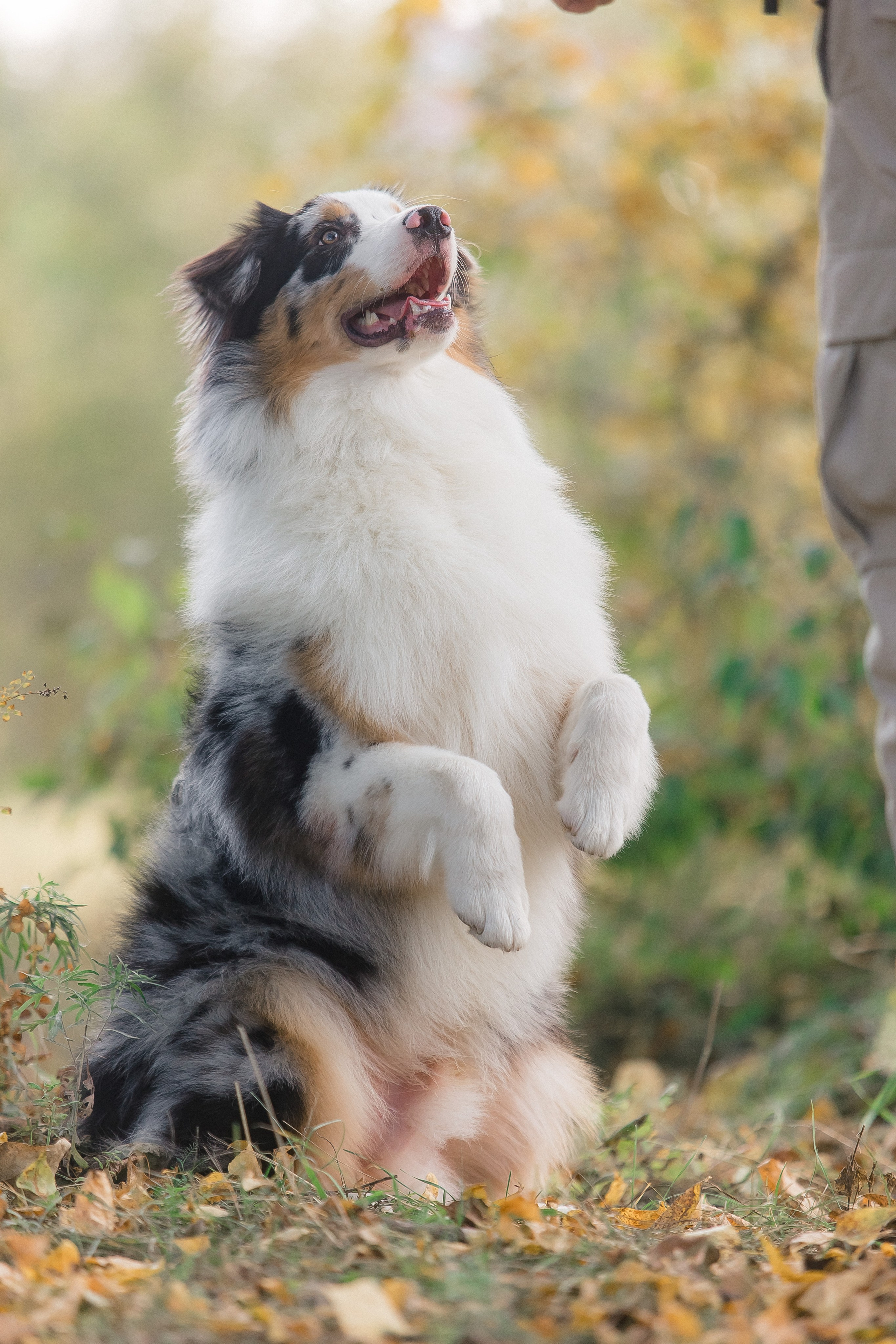 Аусси Дэймон. Свадебный и женский фотограф