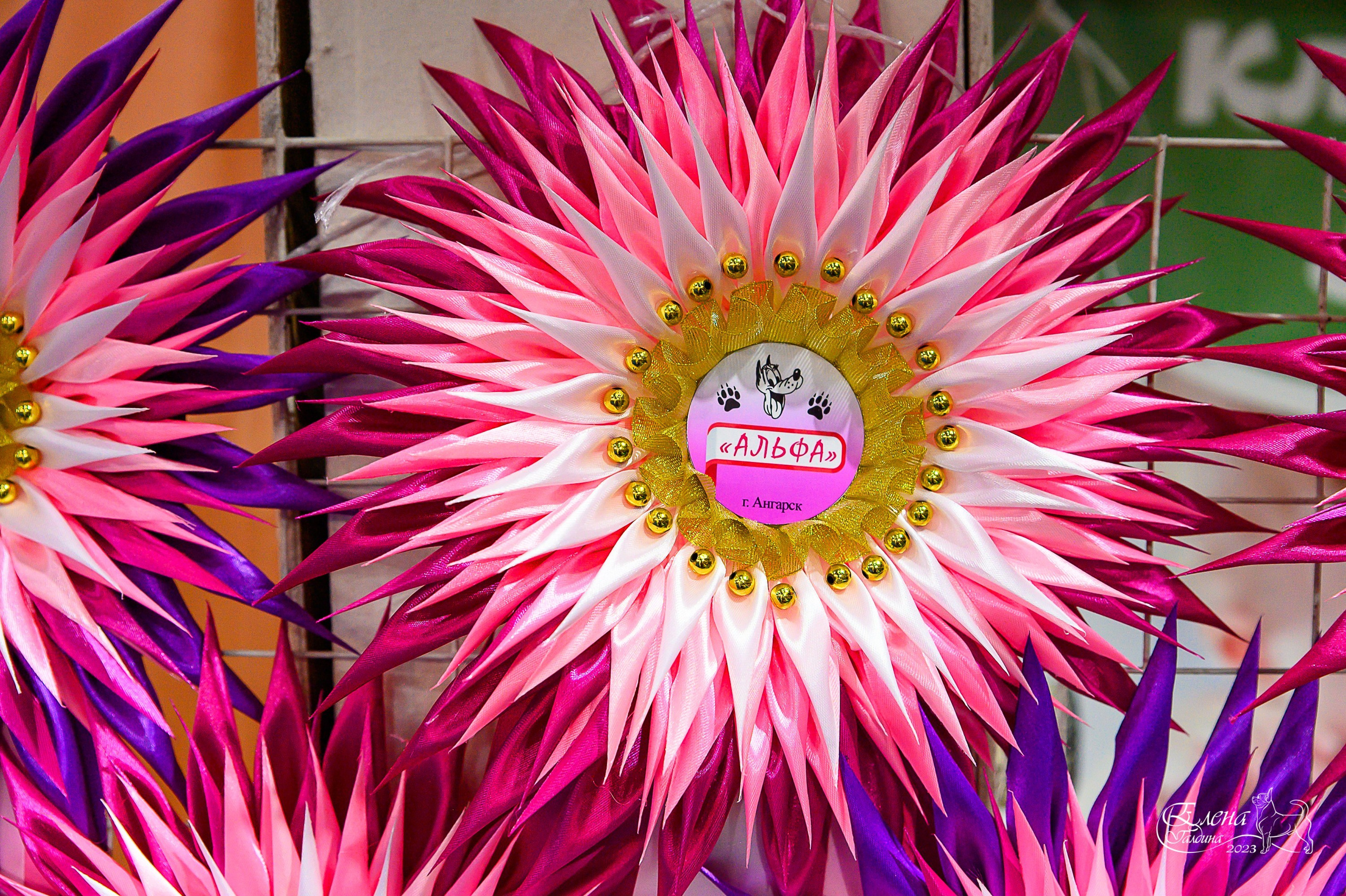 Отзывы. Фотограф анималист Елена Галдина г. Красноярск