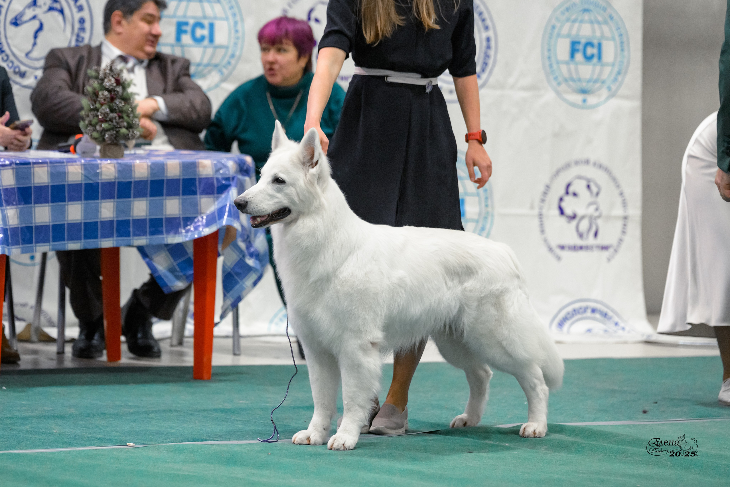 6-7.12.2025 г.Новосибирск. Фотограф анималист Елена Галдина г. Красноярск