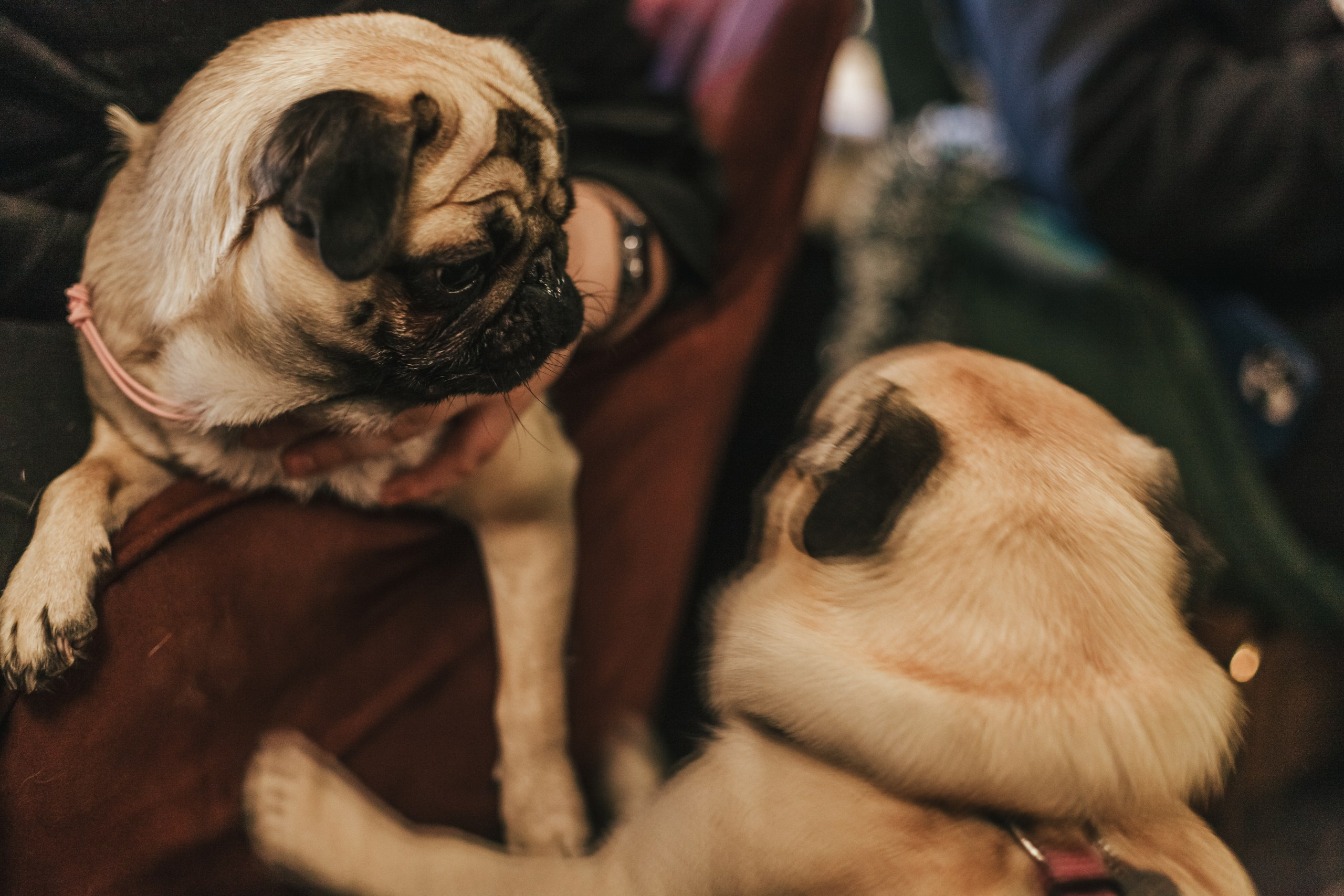 Мопсовстреча 02.12.2023. Фотограф-анималист Татьяна Степанова
