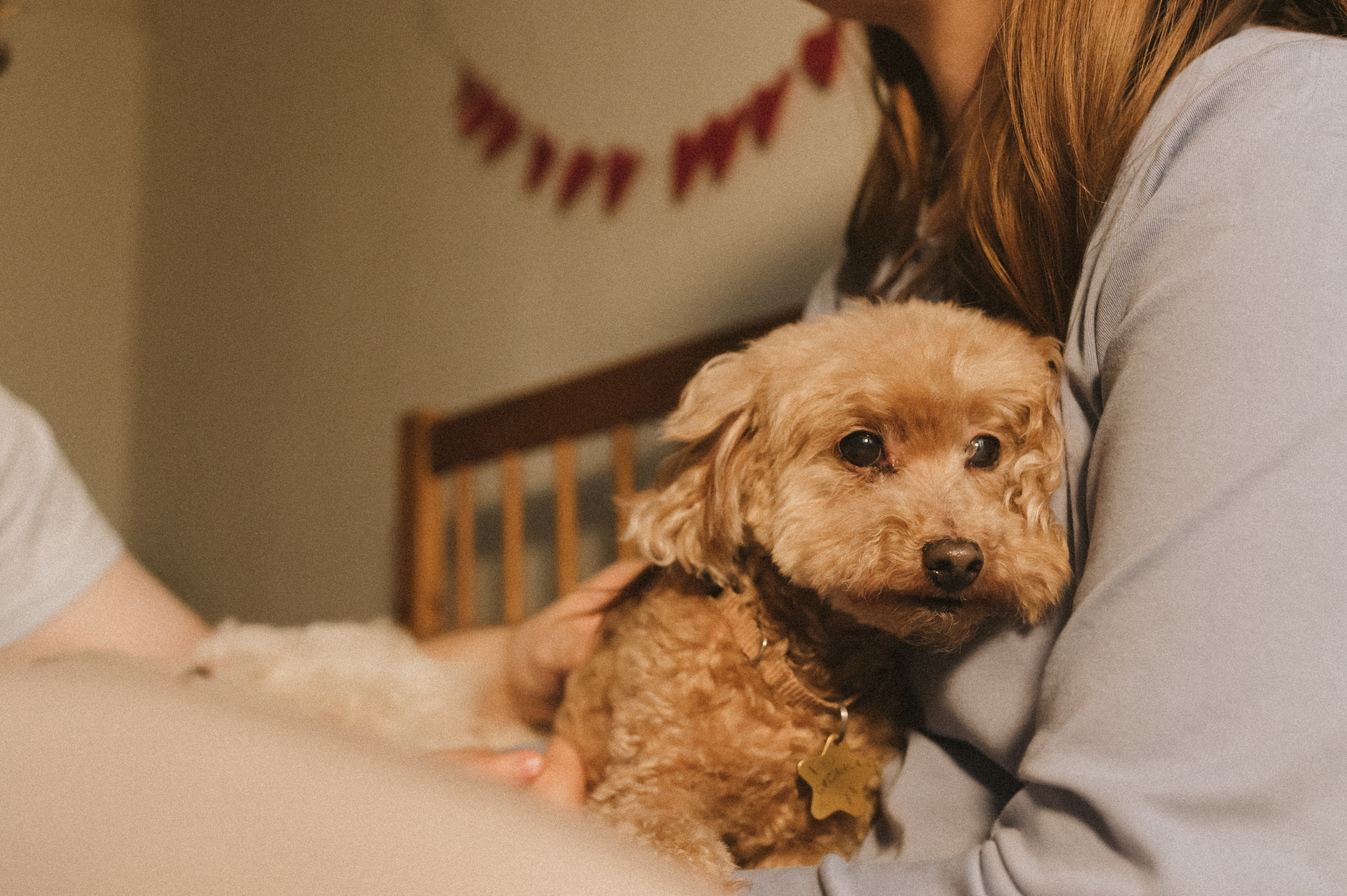 Ання и её кудрявая команда. Фотограф анималист в Москве Ольга Агушева