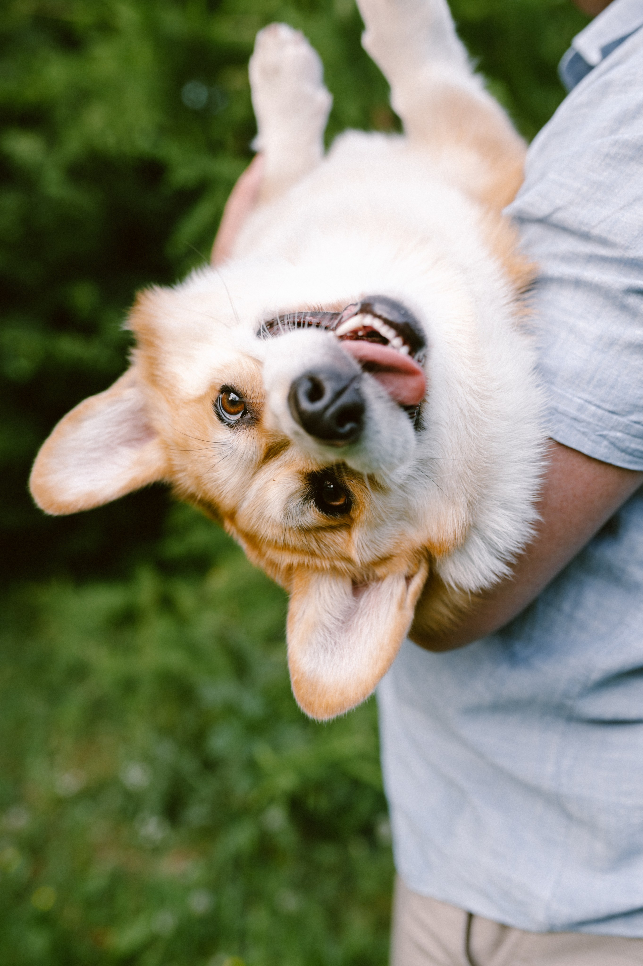 Настя и её семья. Фотограф анималист в Москве Ольга Агушева