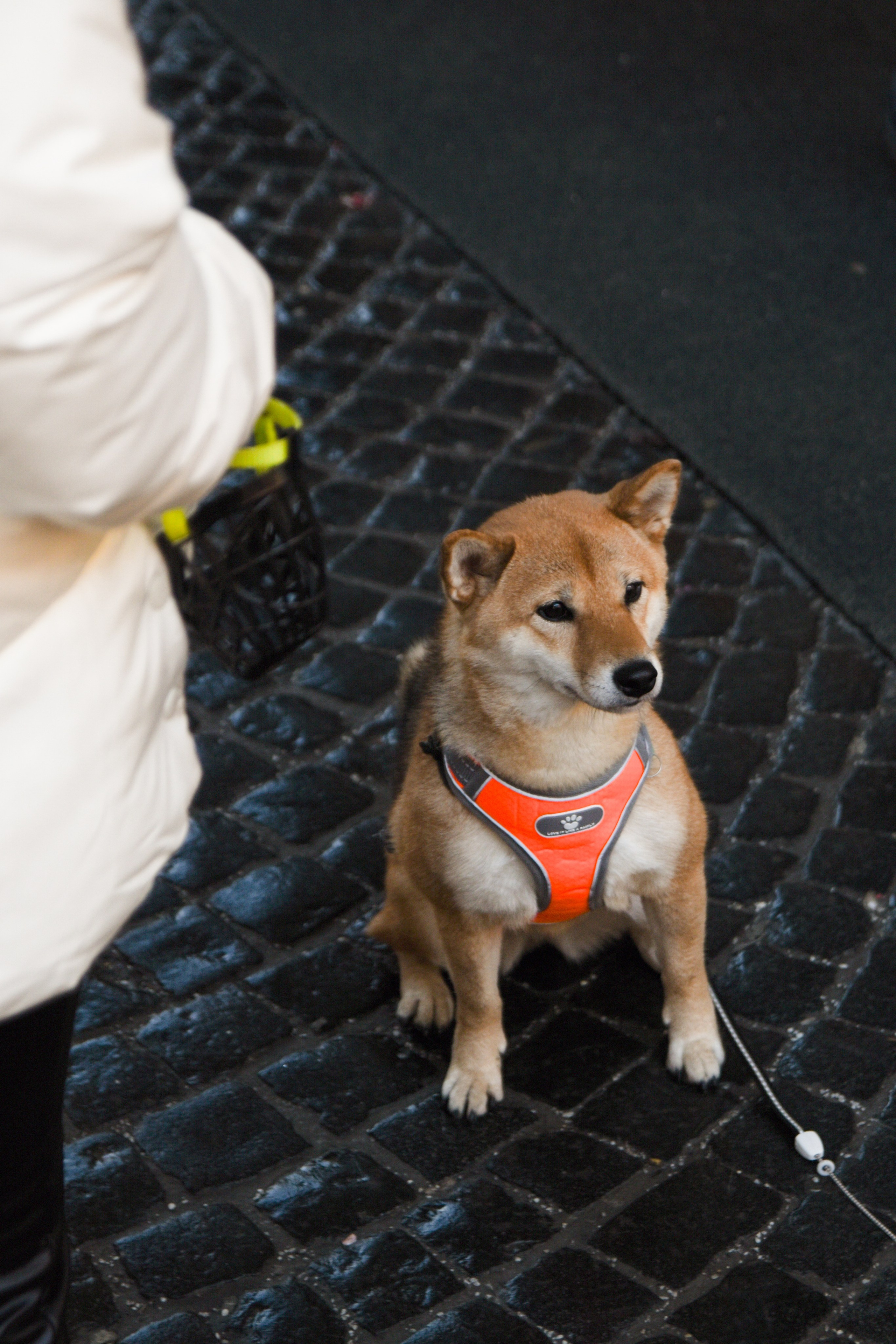 Стрит фото Москва. Фотограф Лобанов Антон, г. Москва