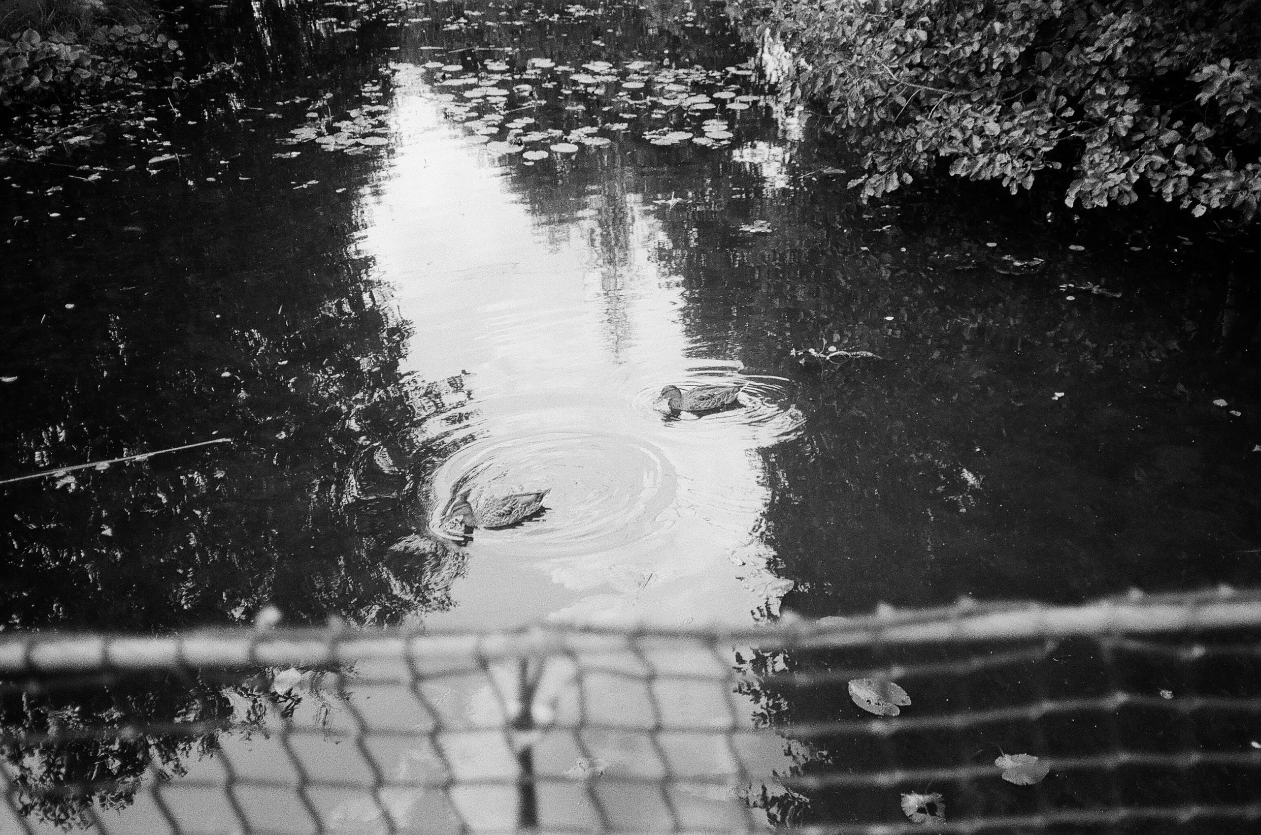 35 mm. Михаил Долганов