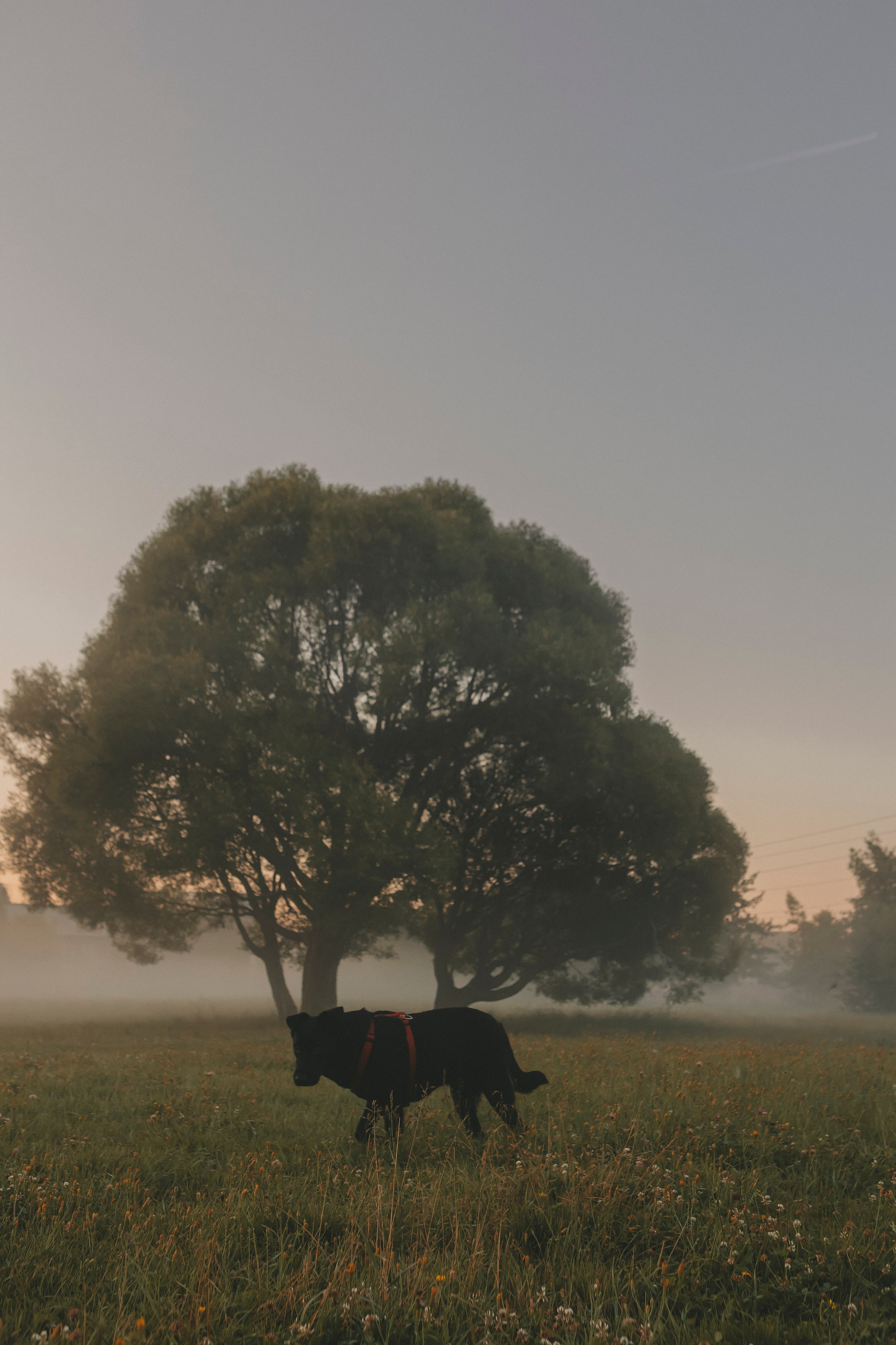 Саша и Дана. Фотограф-анималист в Санкт-Петербурге Алина Яхонт