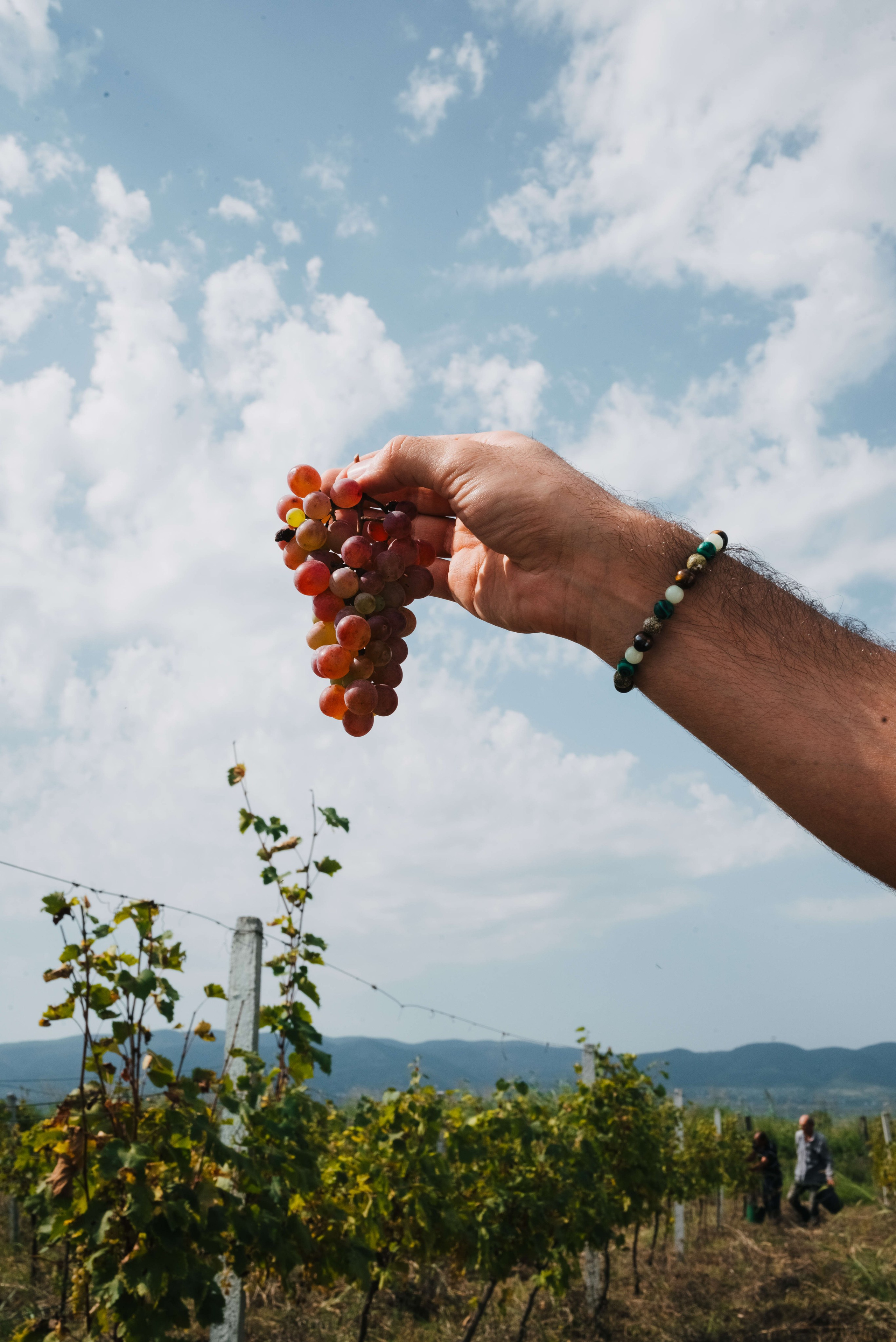 Съемка для винодельни Bakurtsokheli. Портретный и свадебный фотограф в Тбилиси • xeniqo