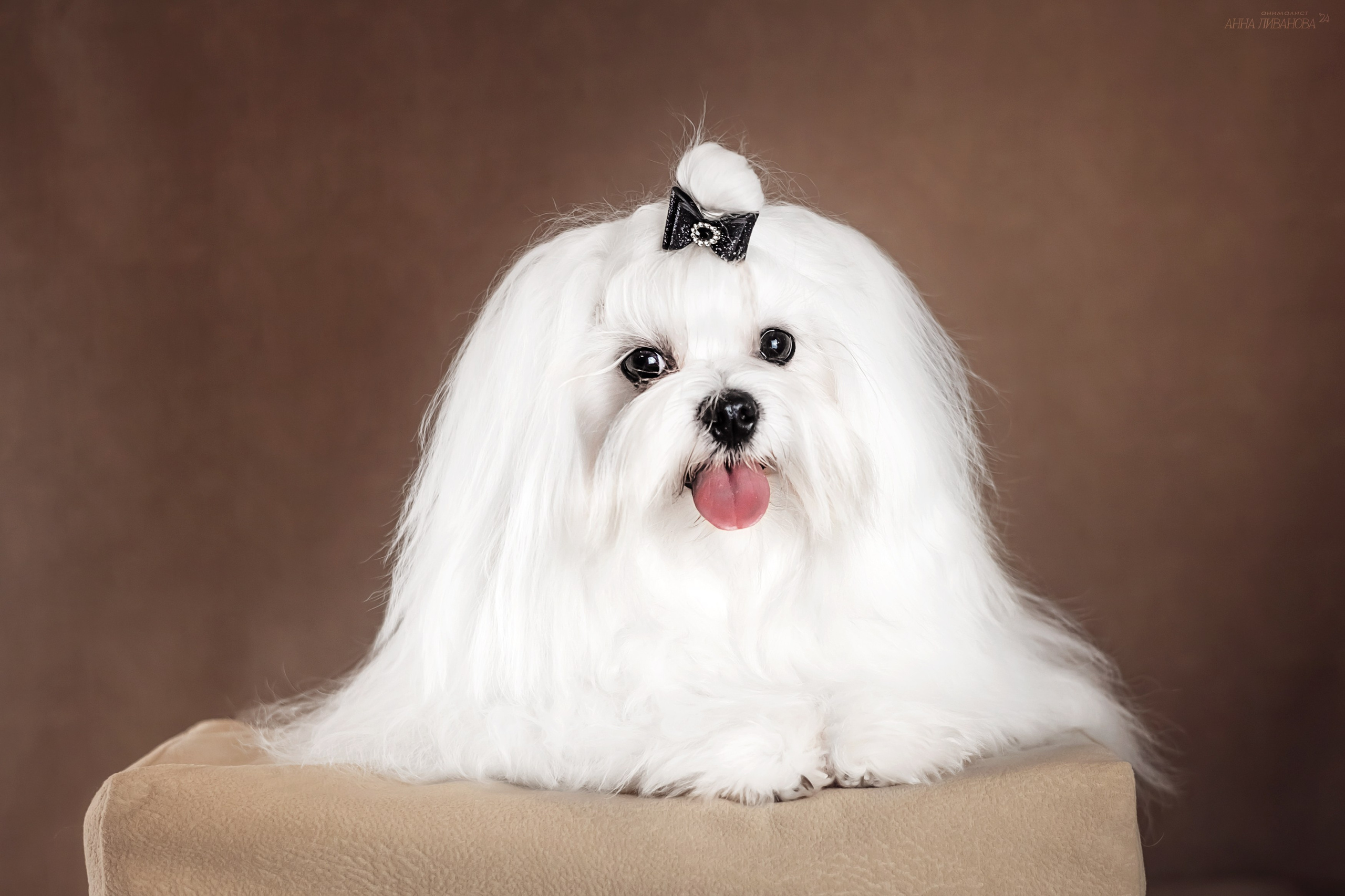 Мальтезе. Фотограф анималист Аня Ливанова | Рыбинск