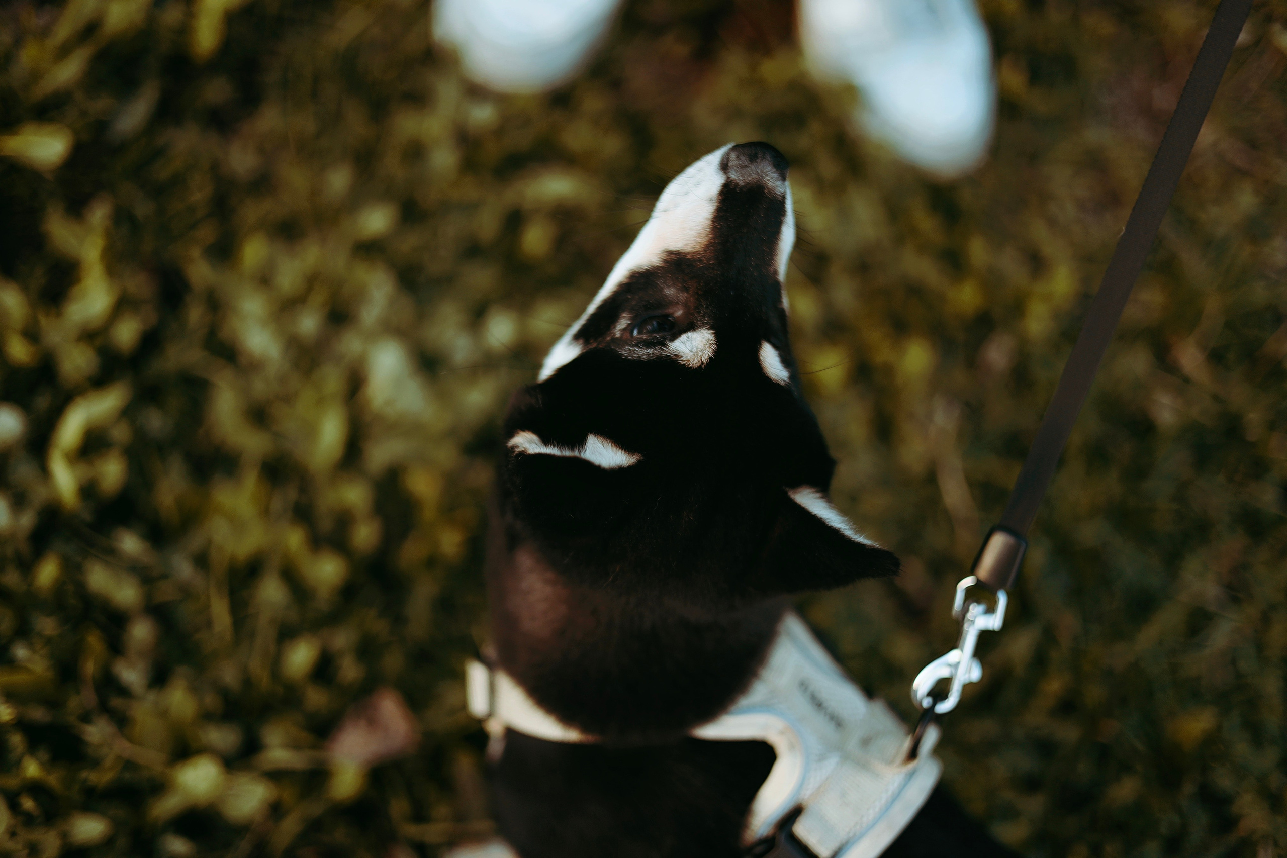 Puppy. Фотосессии в Москве и Санкт-Петербурге, а также по столицам стран Евро