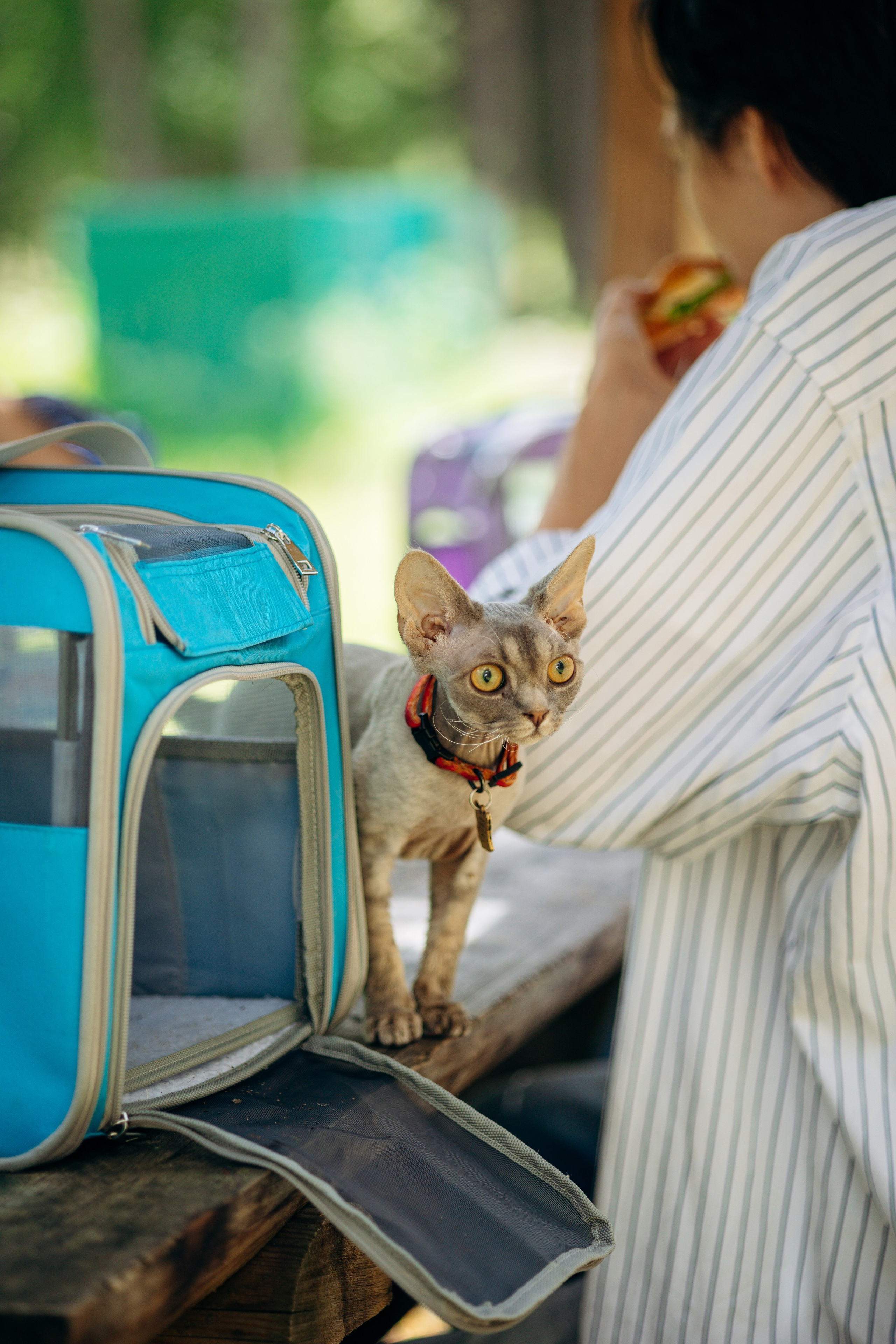 Котофеи и их семья. Фотограф — Анималист | Санкт-Петербург