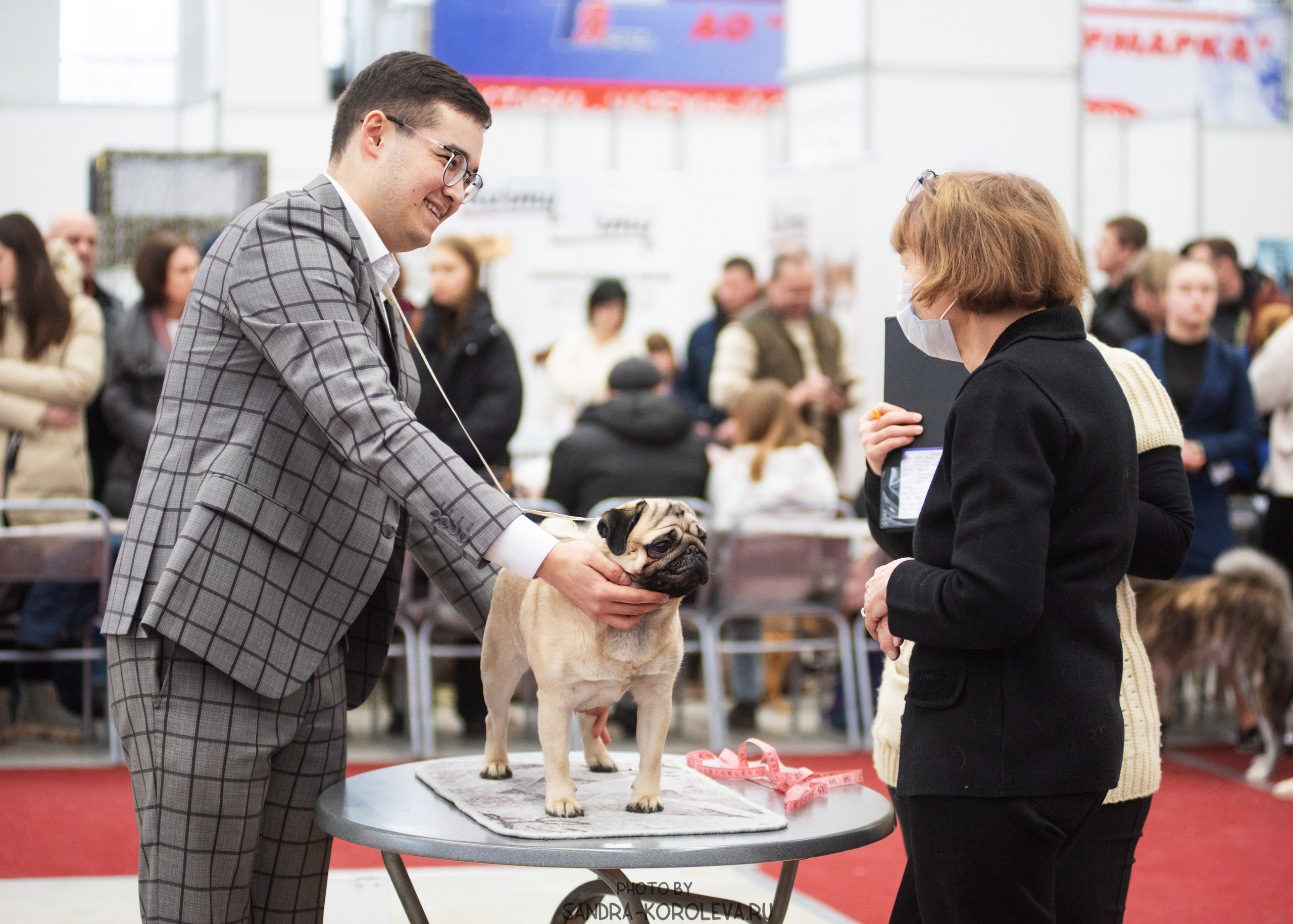 Выставка собак тюмень 10.12.2022. Дог-фотограф в Тюмени Александра Королева