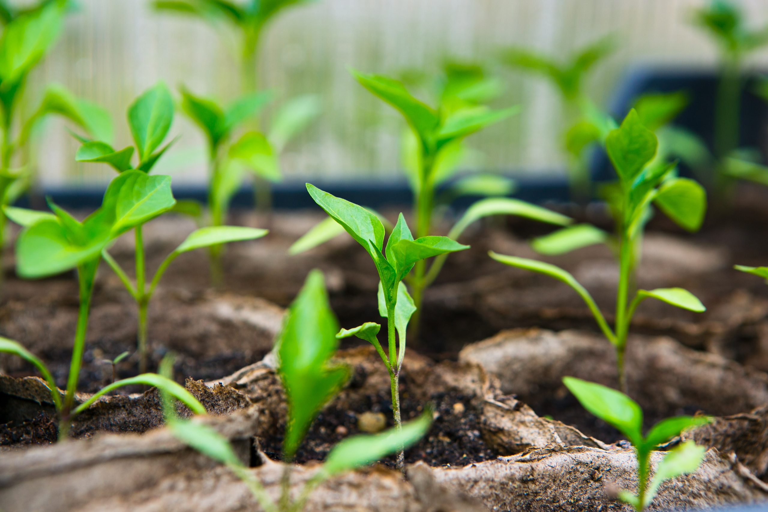 Деревенская еда «Домашние лакомста». Фотограф Красная Поляна — Сочи — Москва