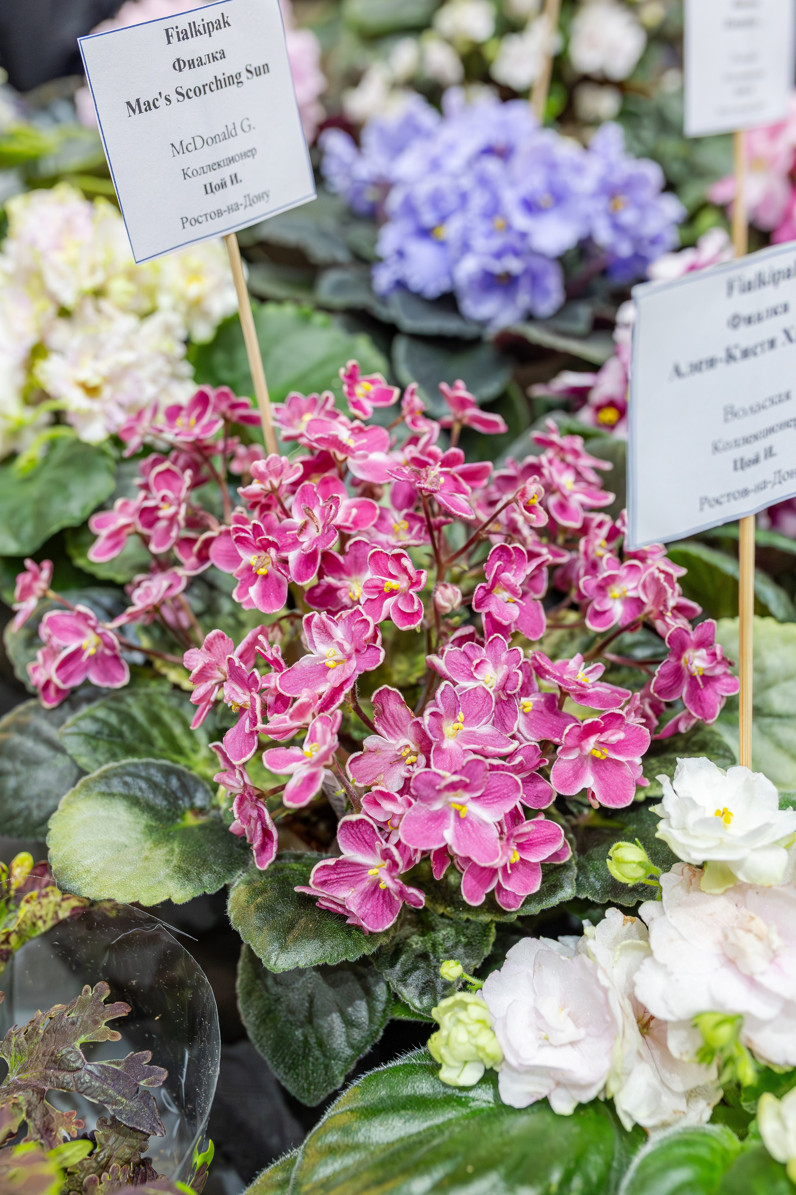 Монстериум апрель 2026. Александра Куликова фотограф, Москва