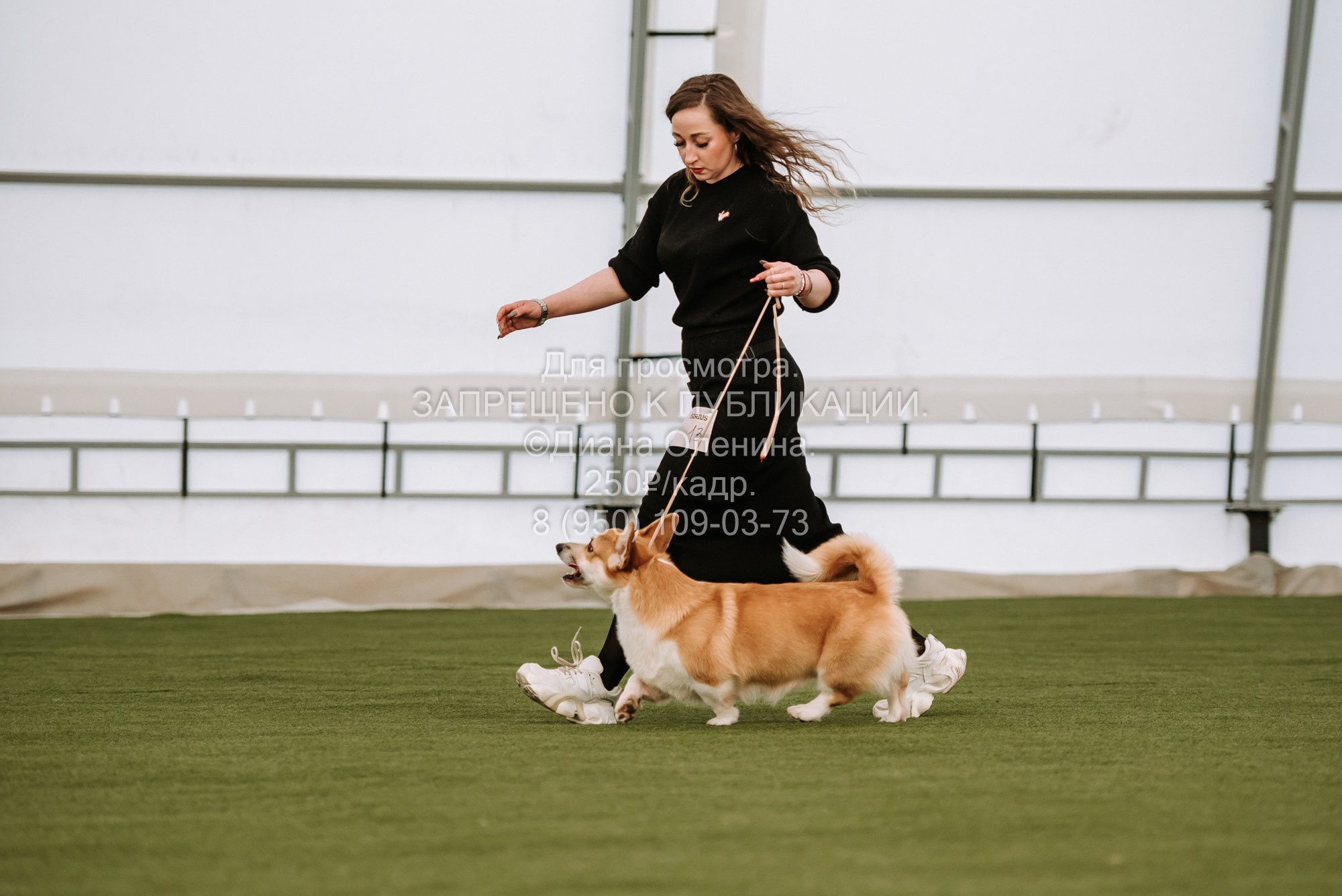 Выставка собак Красноярск 2.06. Фотограф Диана Оленина Красноярск / Братск