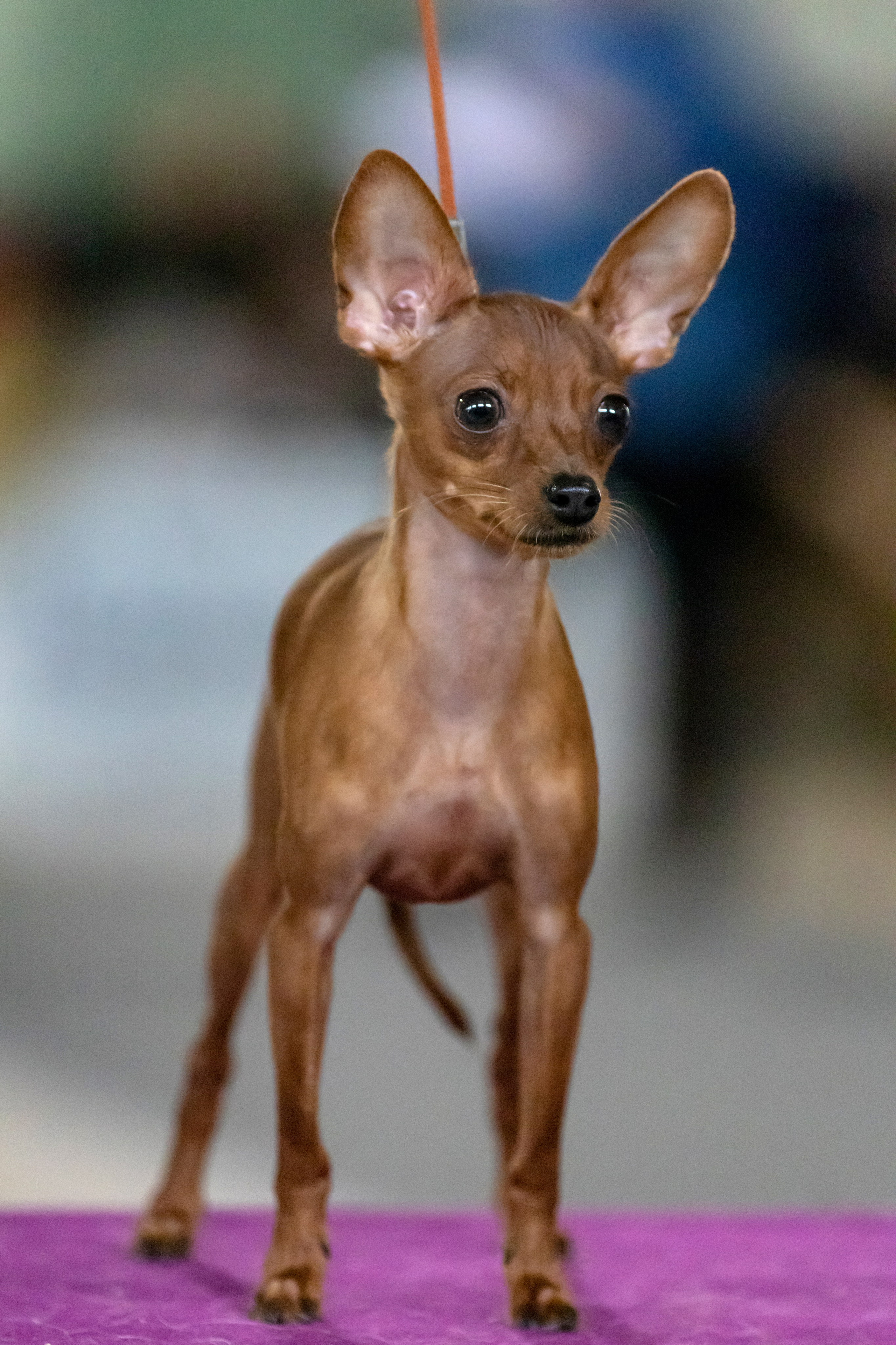 Выставки. Фотограф — анималист в Москве и области Ольга Петракова