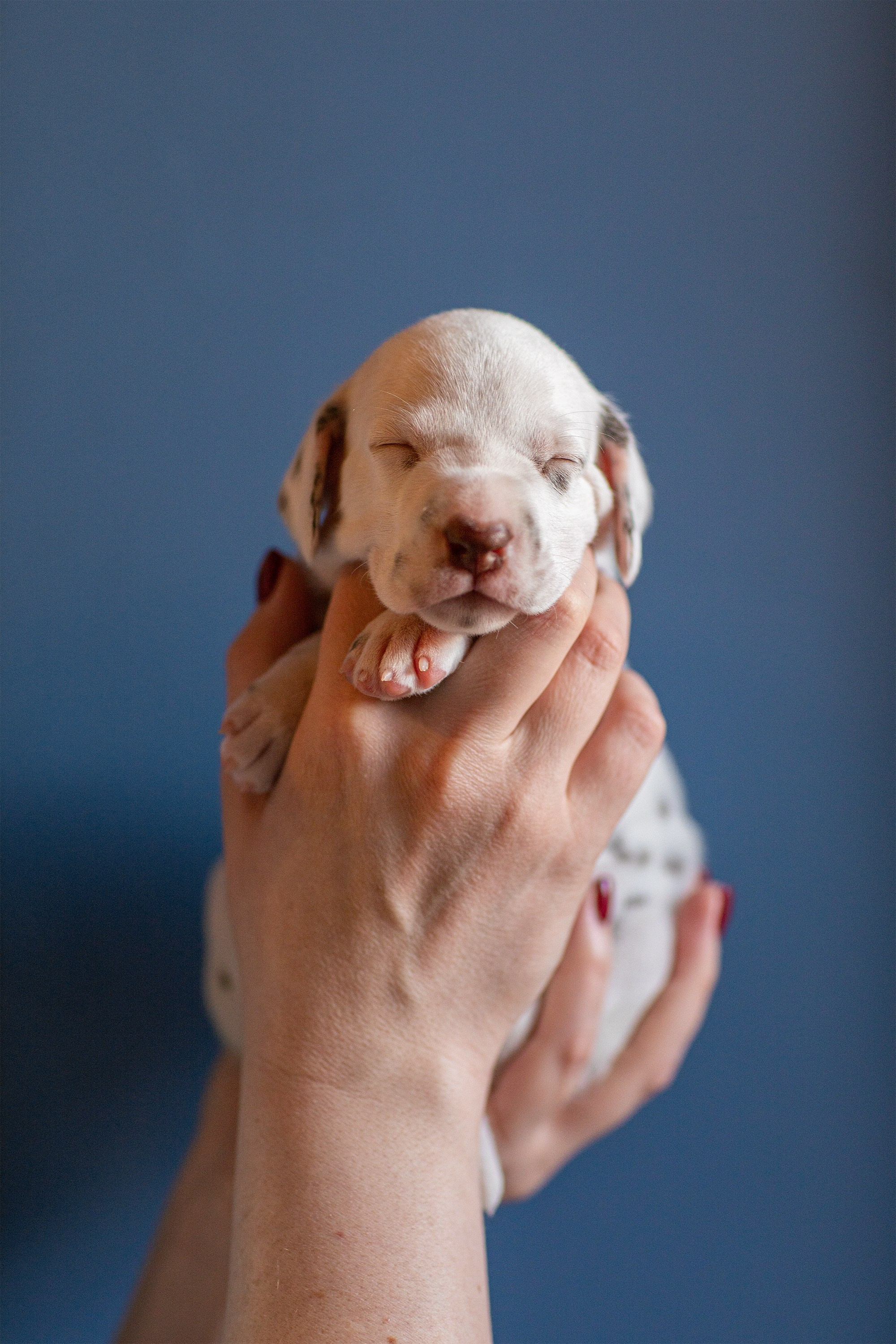 Фотосессия щенков. Фотограф для Вашей собаки