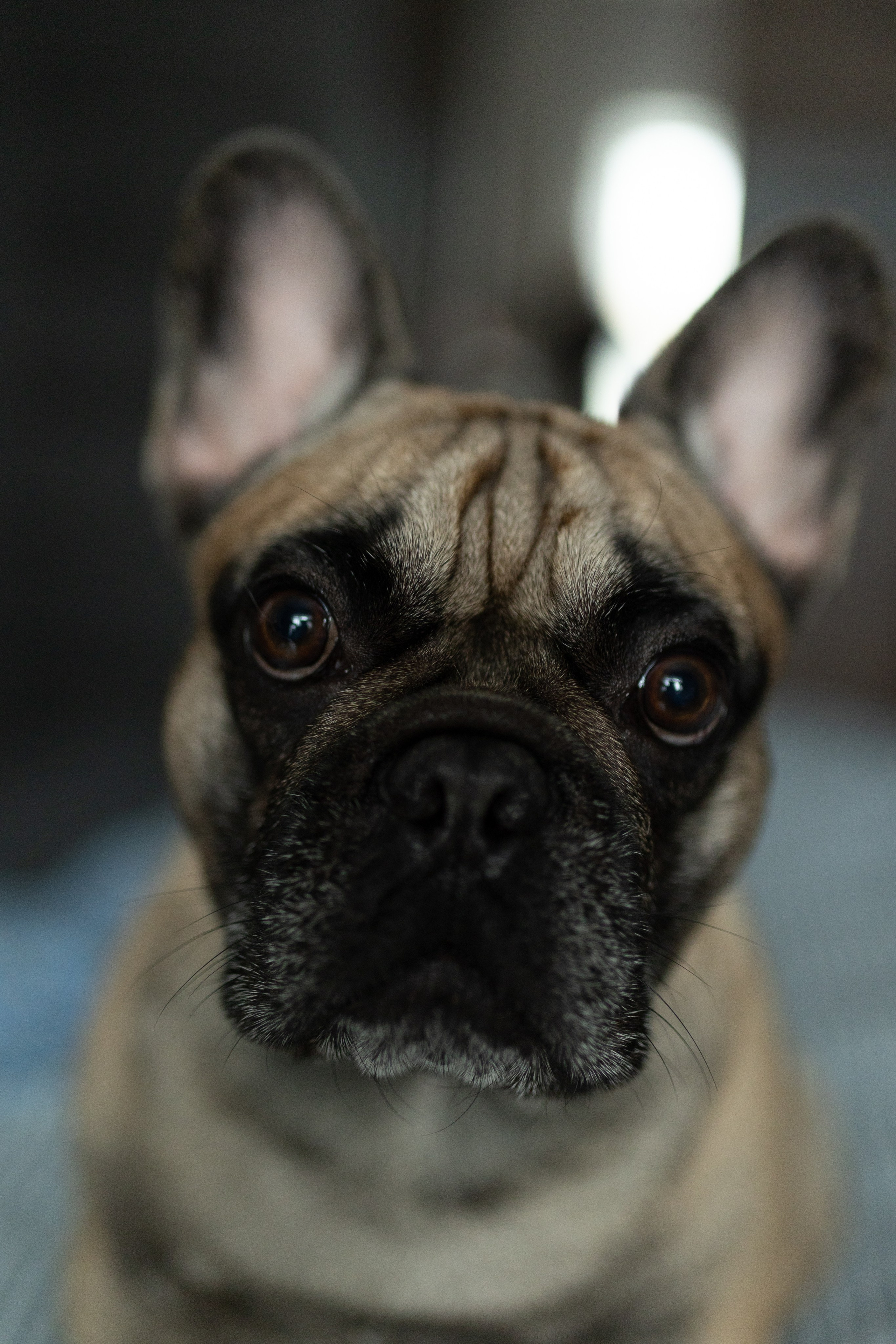 Домашняя съемка. Свадебный, репортажный фотограф Ирина Шкурина