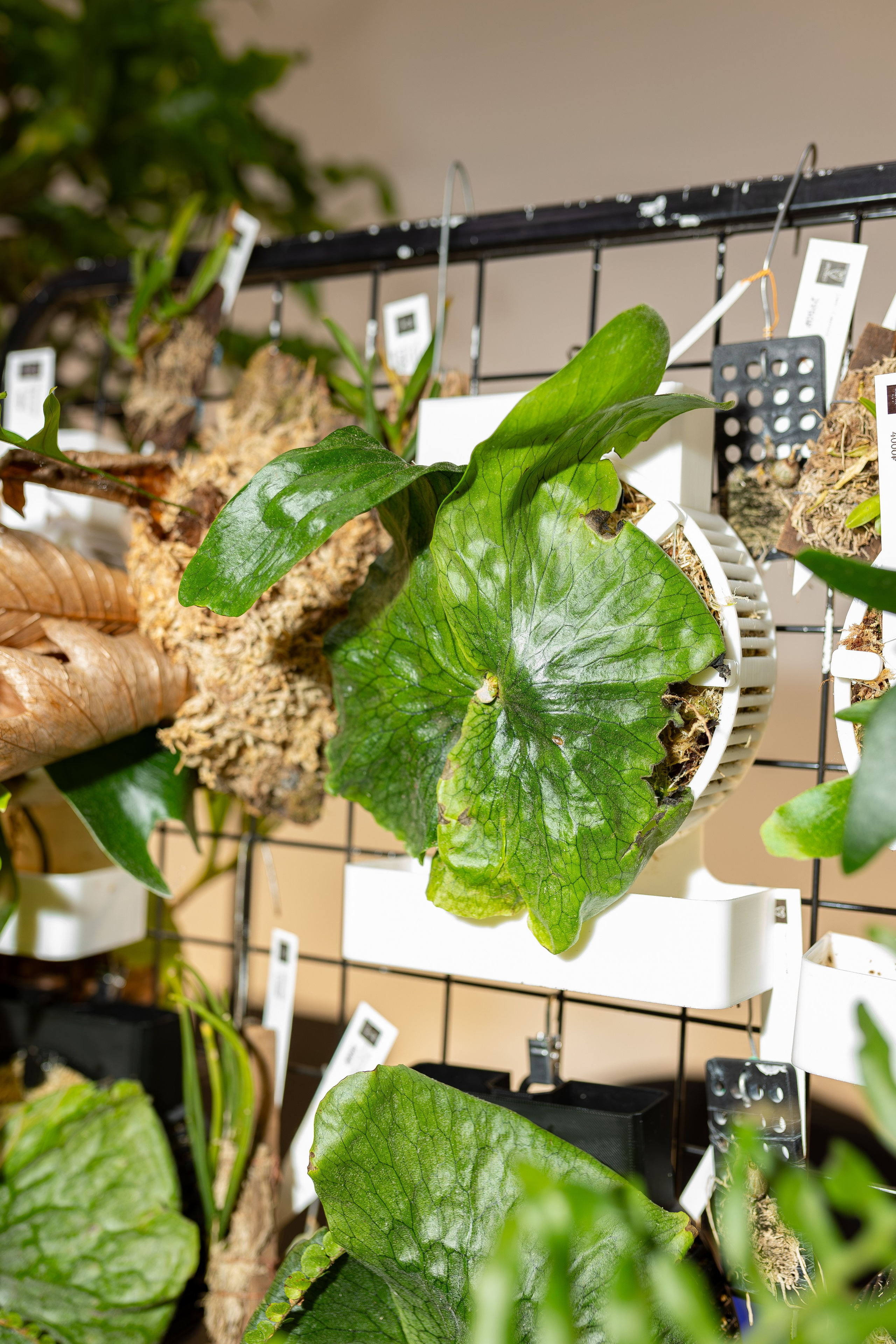 Монстериум апрель 2026. Александра Куликова фотограф, Москва