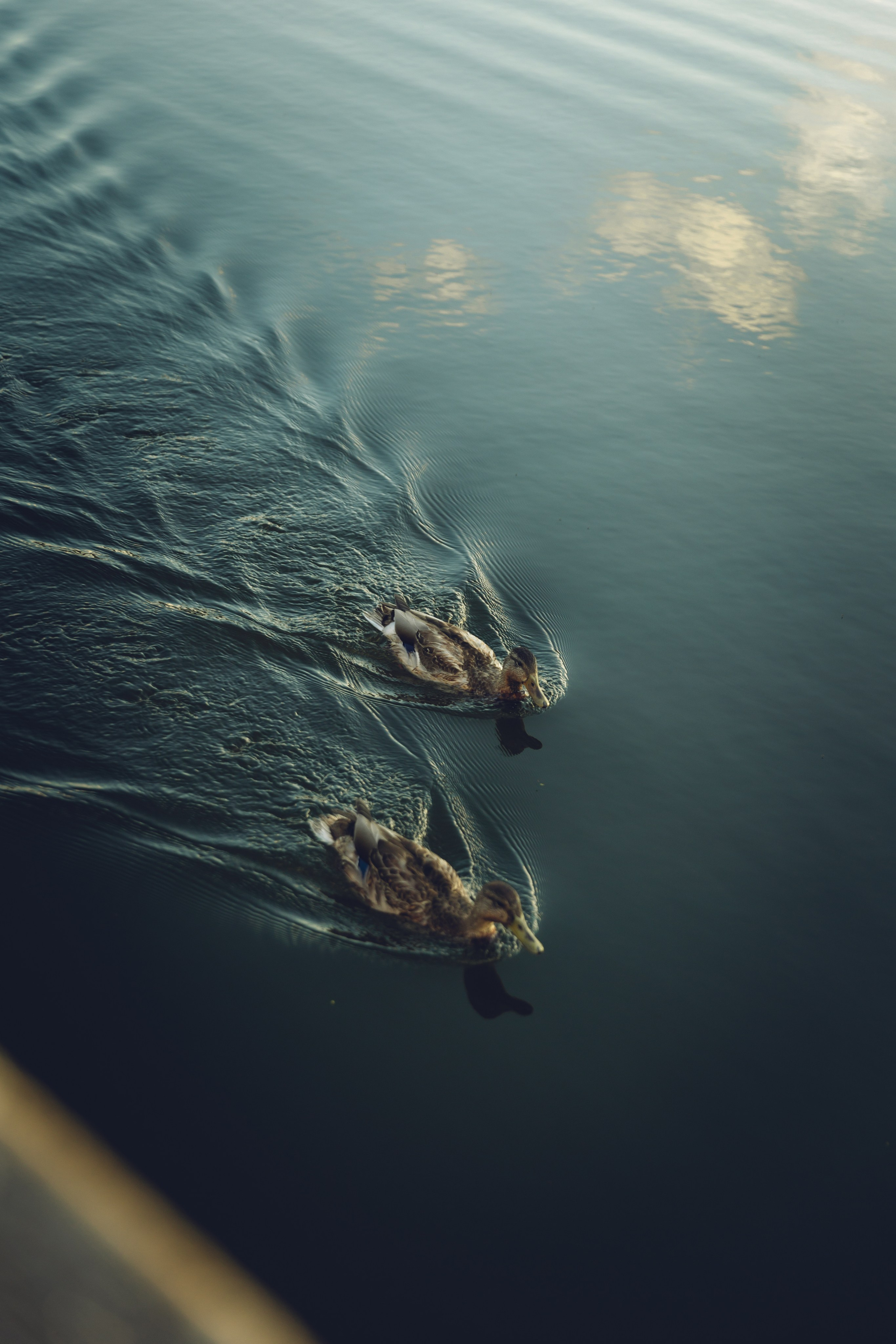 Павел и Виктория. Фотограф Калининград Илья Миллер