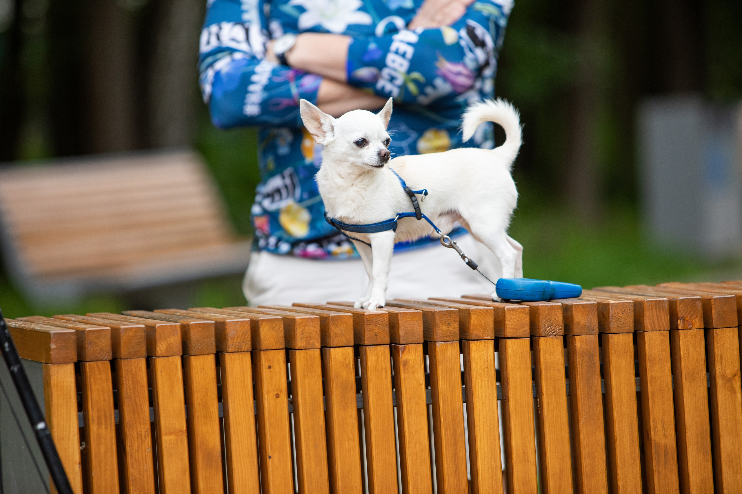 5 вёрст в Химках в День России, 12.06.24. Фотограф Сергей Ловкий
