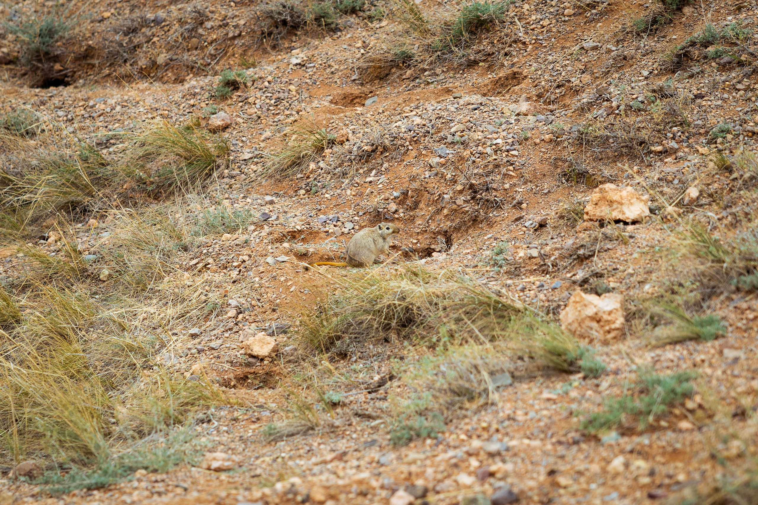 Казахстан (осень 2024). Фотограф Виноградов Константин