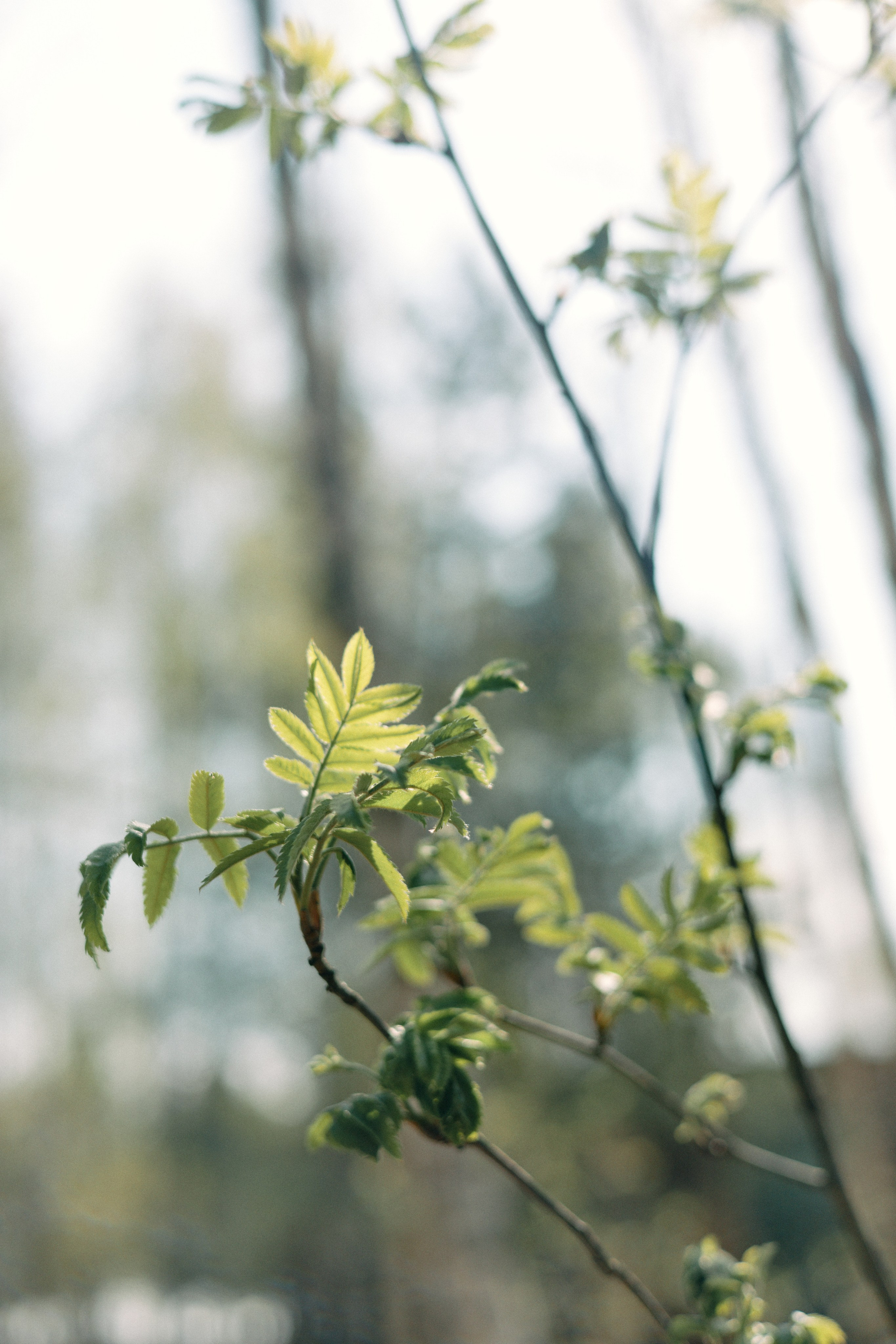 Бутик-отель Поле летом. Профессиональный Фотограф во Владимире, в Москве и в Суздале — Полина Романычева