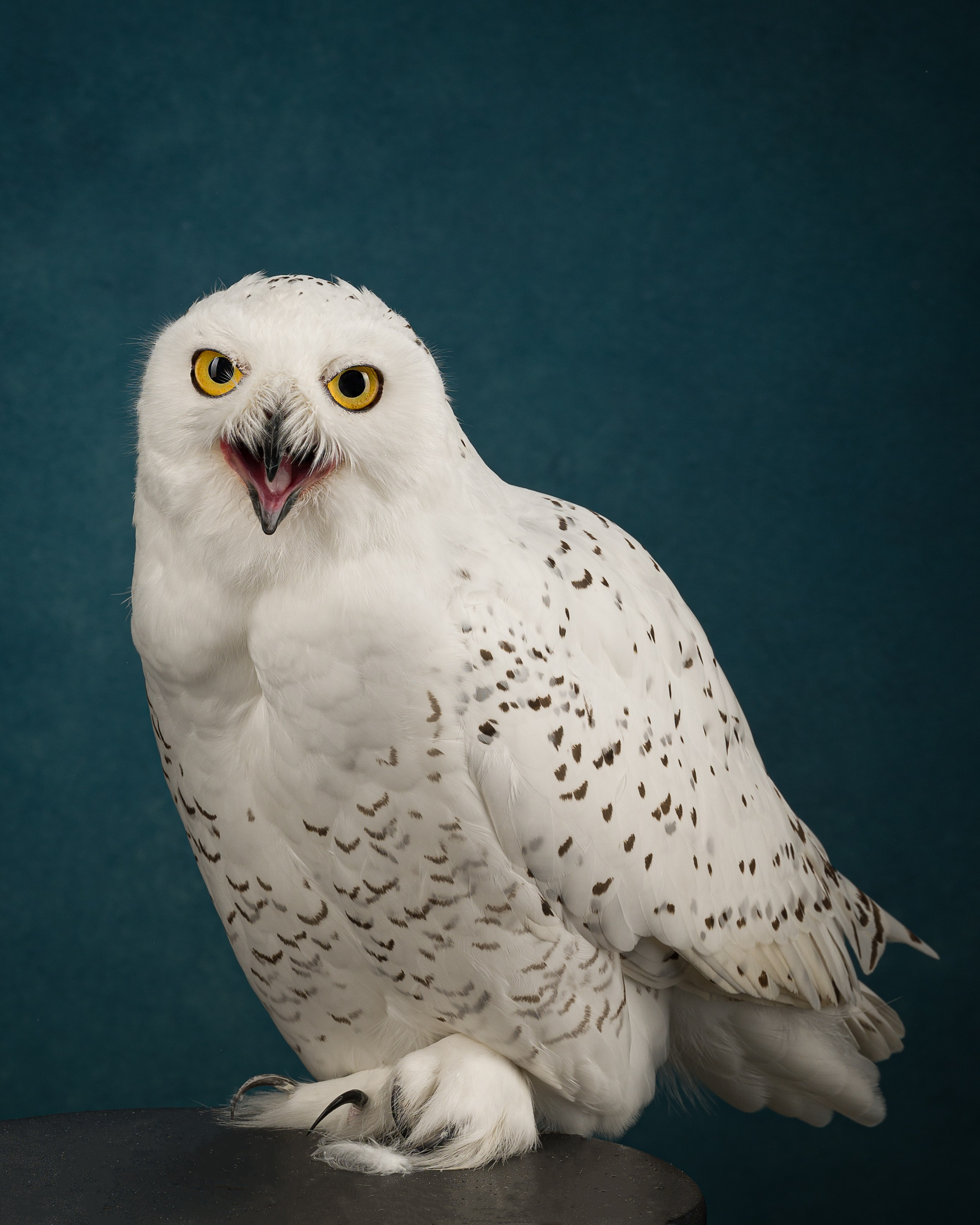 Студийные съемки. Портретный фотограф в Челябинске Катерина Руди