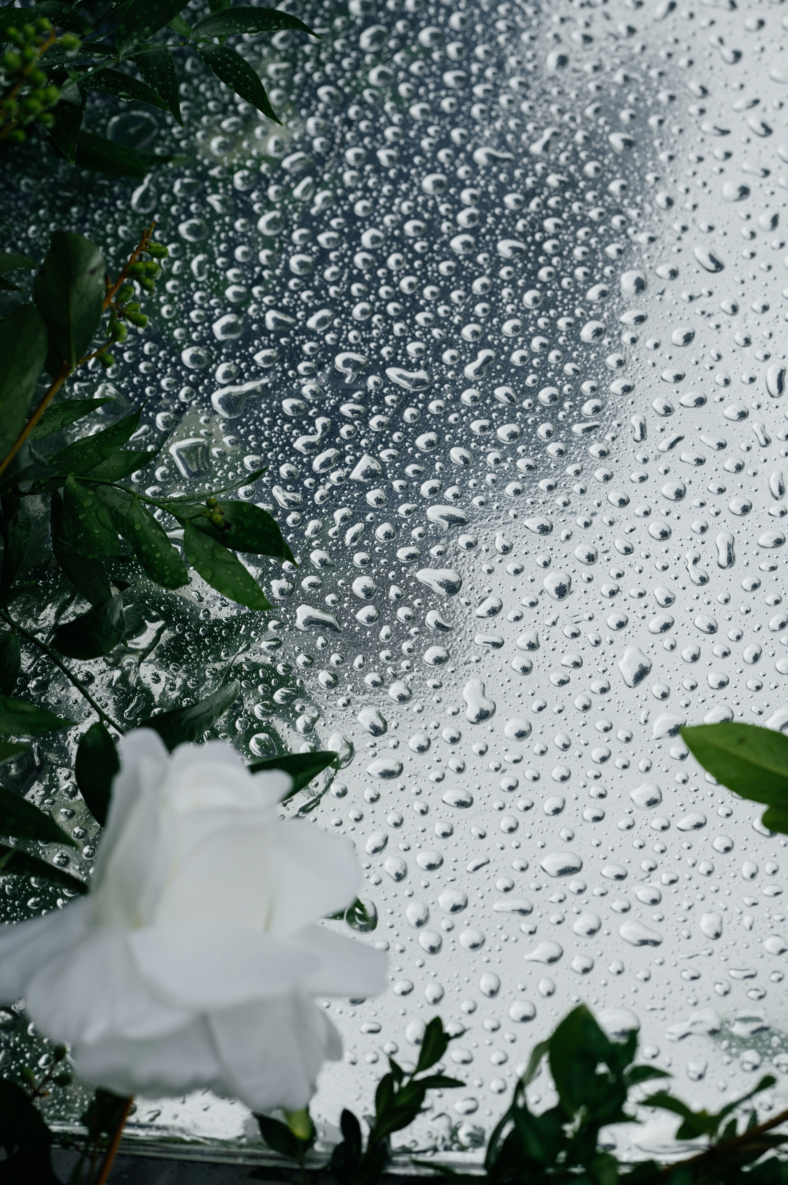 Свадьба Артем и Мария. Свадебный фотограф в Москве и по всему Миру Андрей Медведников